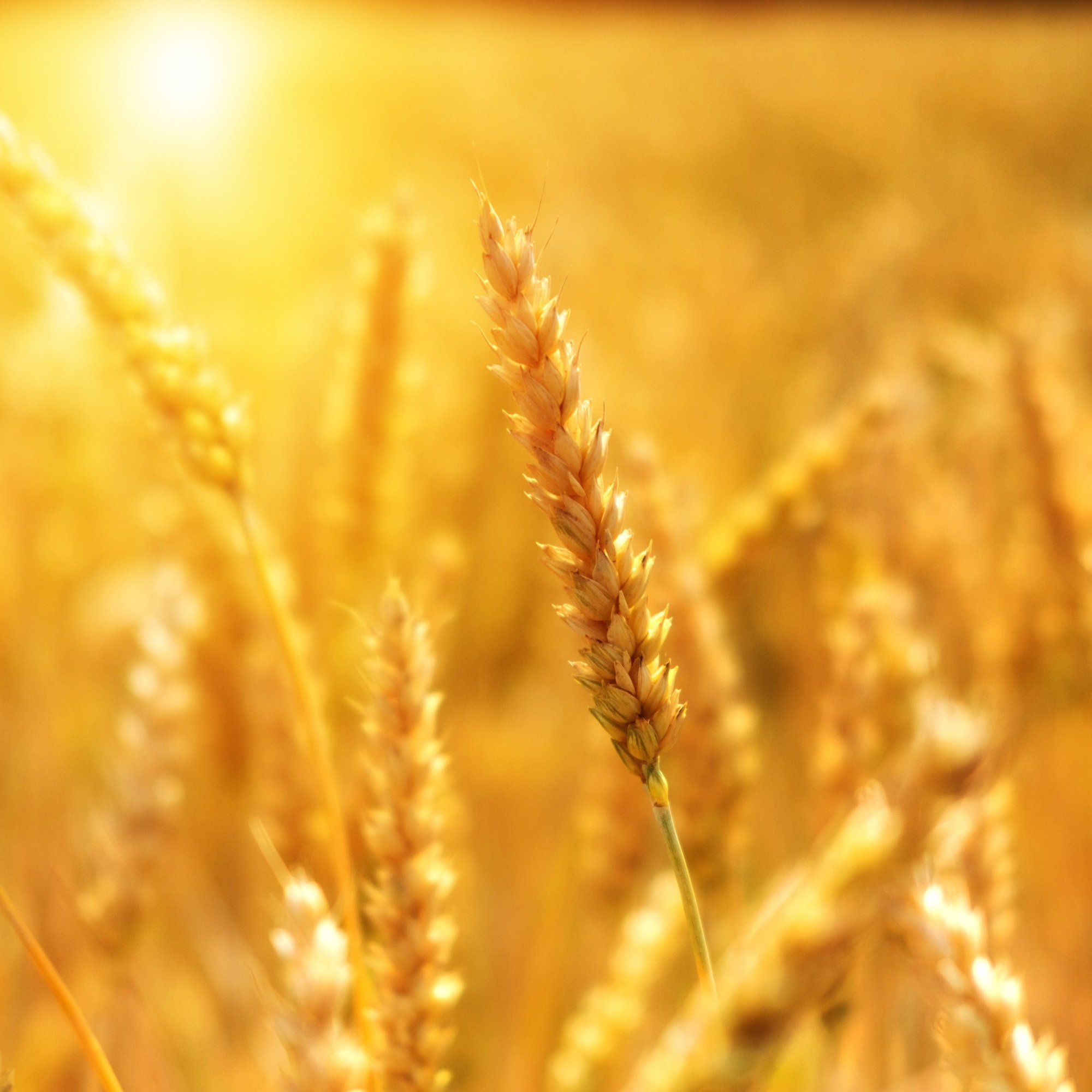 Wheat Field Under Summer Sun - Wallpapers for Samsung/Xiaomi in 2000x2000 resolution