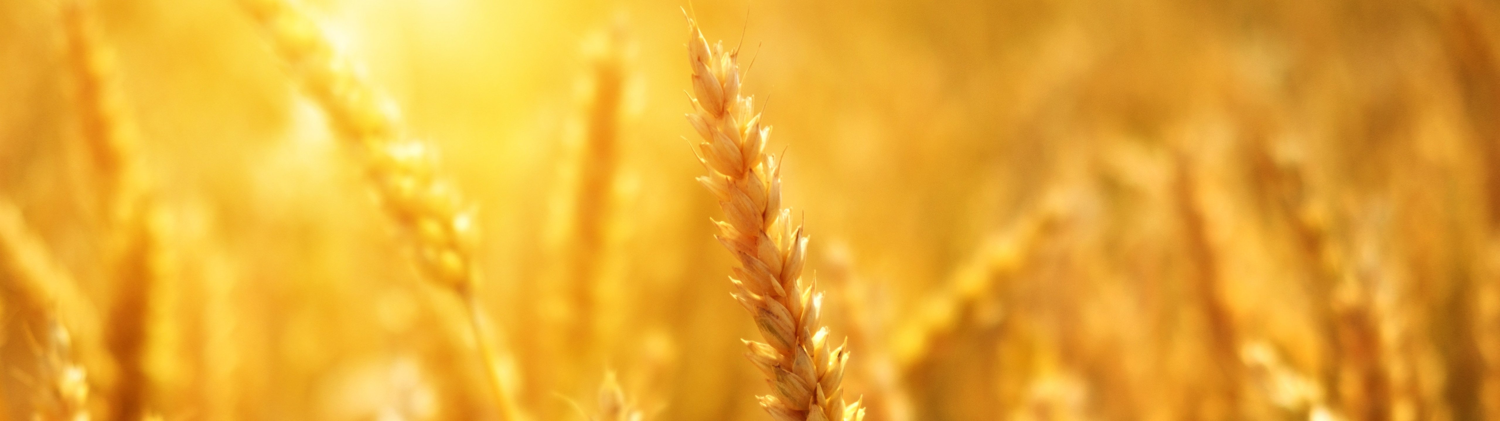Wheat Field Under Summer Sun - UltraWide 32:9 wallpapers in 5120x1440 resolution