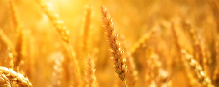 UltraWide 21:9 wallpapers (2560x1080): wheat, field, Sun, summer
