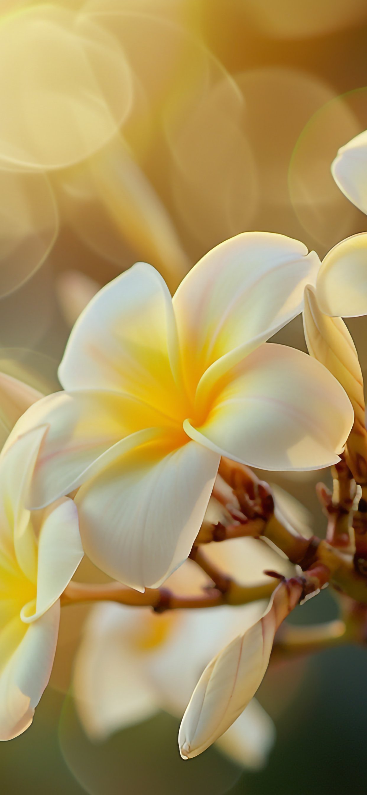 Plumeria Branch in Spring Bloom - Wallpapers for iPhone 11 Pro Max in 1242x2688 resolution