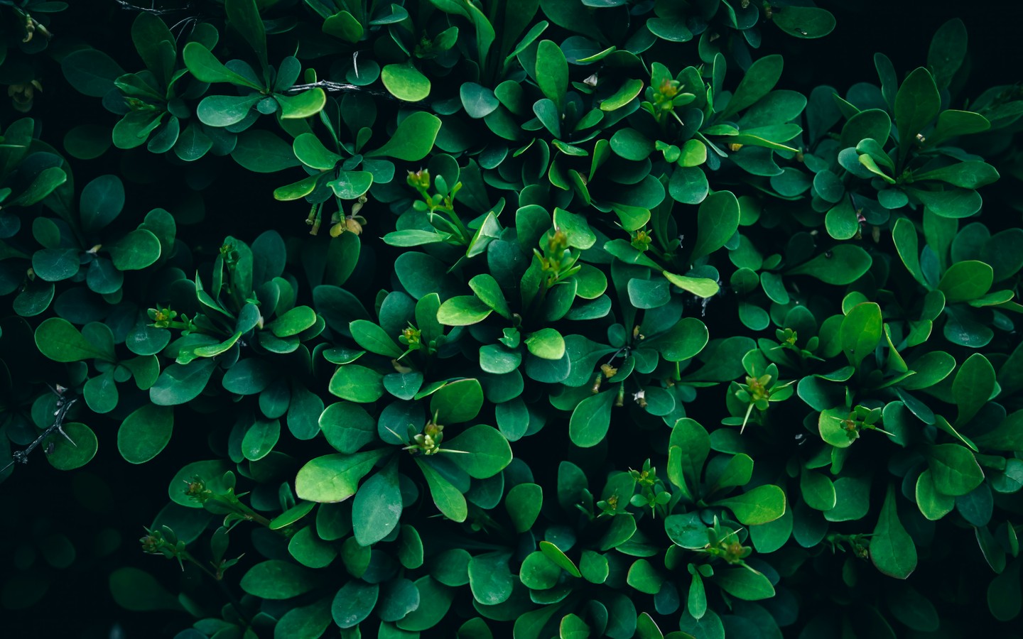 Lush Greenery Captivating Nature in Detail