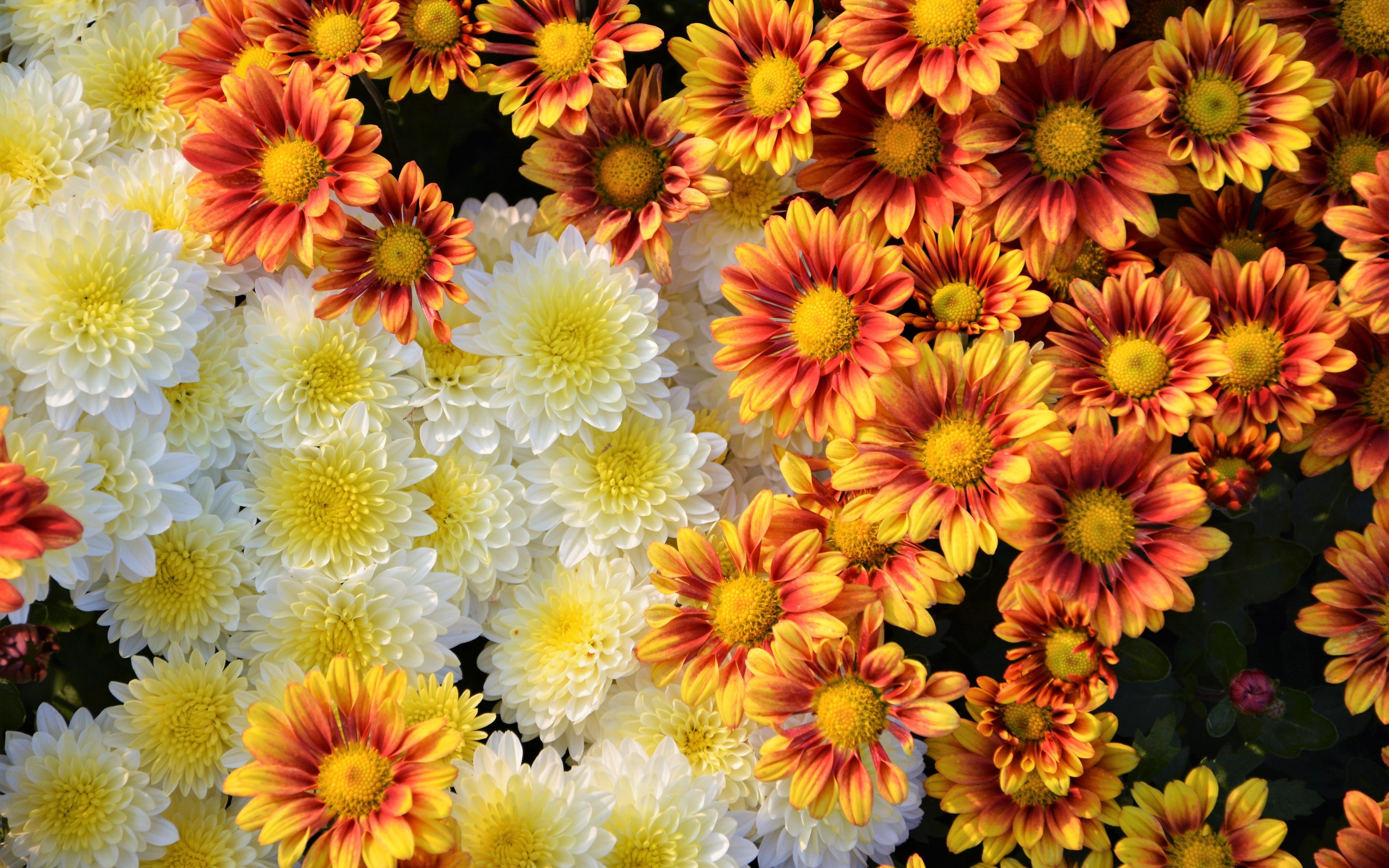 Arrangement of orange and white chrysanthemums - Wallpapers for Apple MacBook 15″ in 2880x1800 resolution