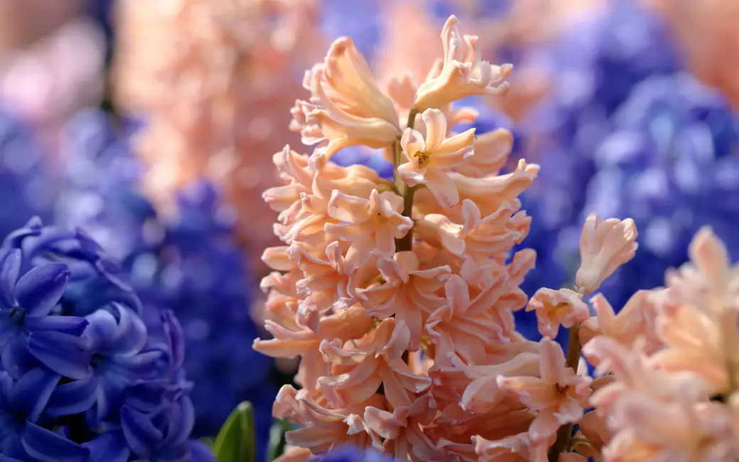 Pink and blue hyacinths in the garden — desktop and phone wallpaper, free download
