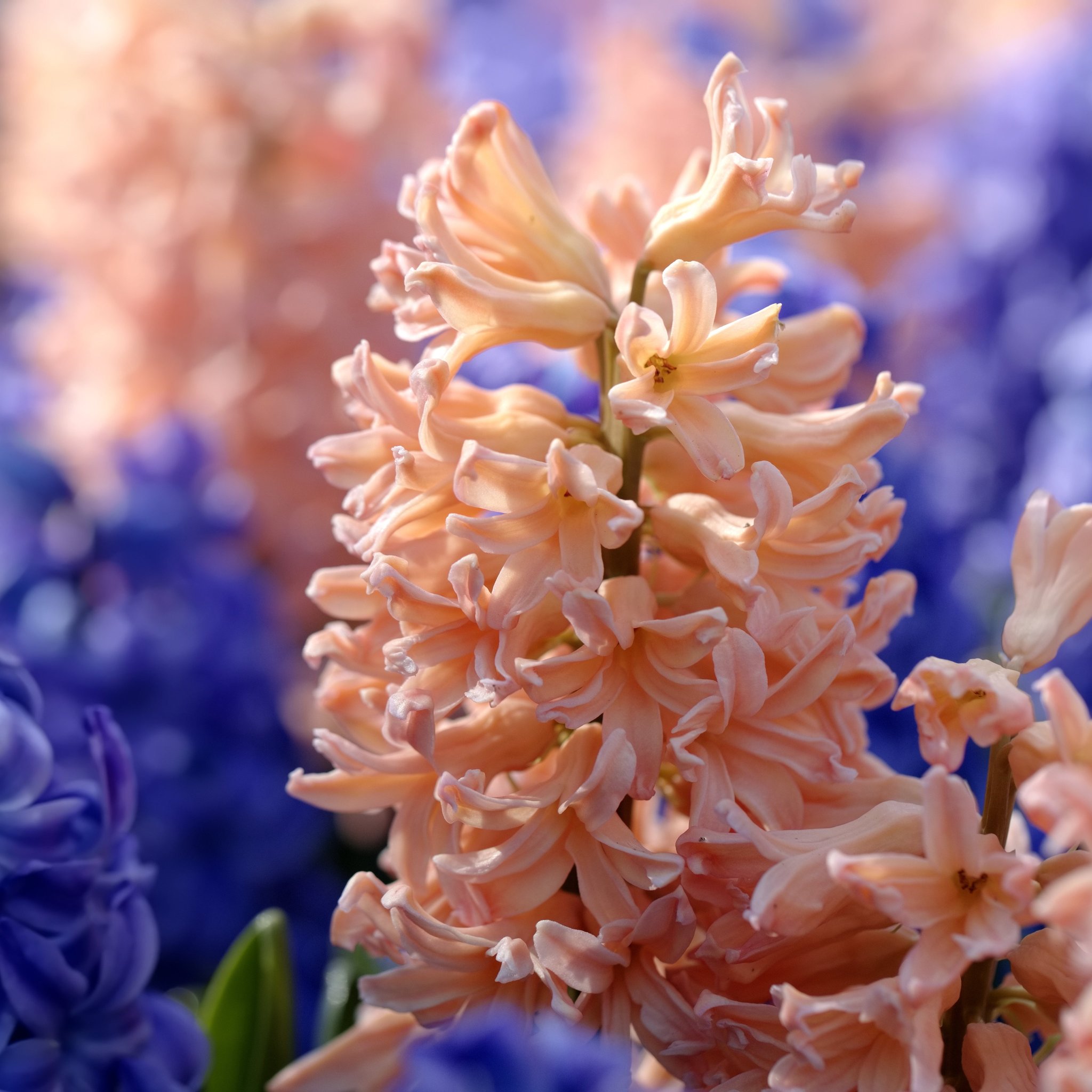 Pink and blue hyacinths in the garden - Wallpapers for iPad Retina in 2048x2048 resolution