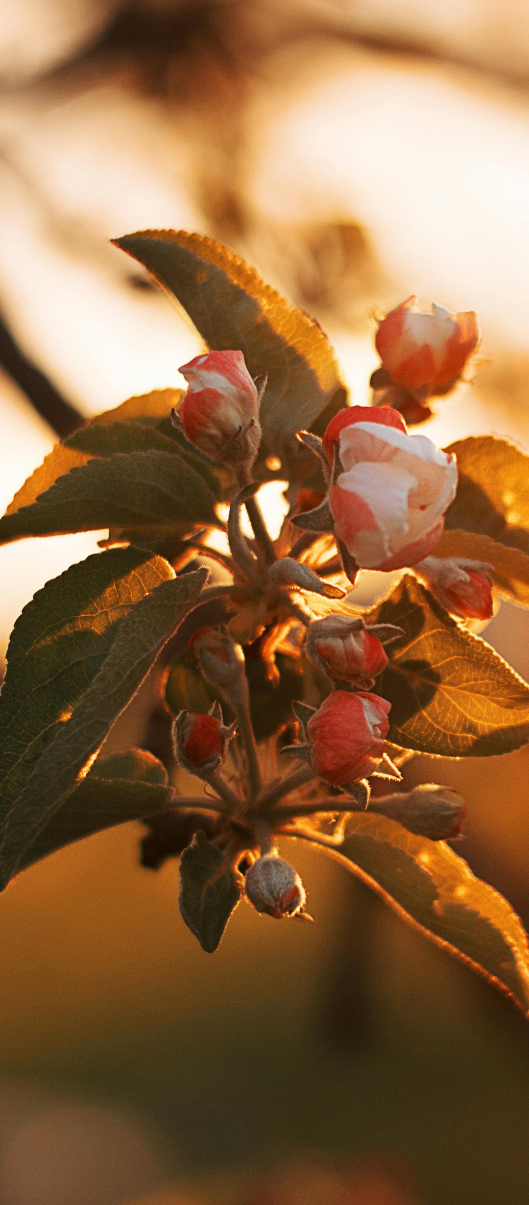 Branch of an apple tree with flowers at dawn - Wallpapers for TECNO/Infinix in 1080x2460 resolution