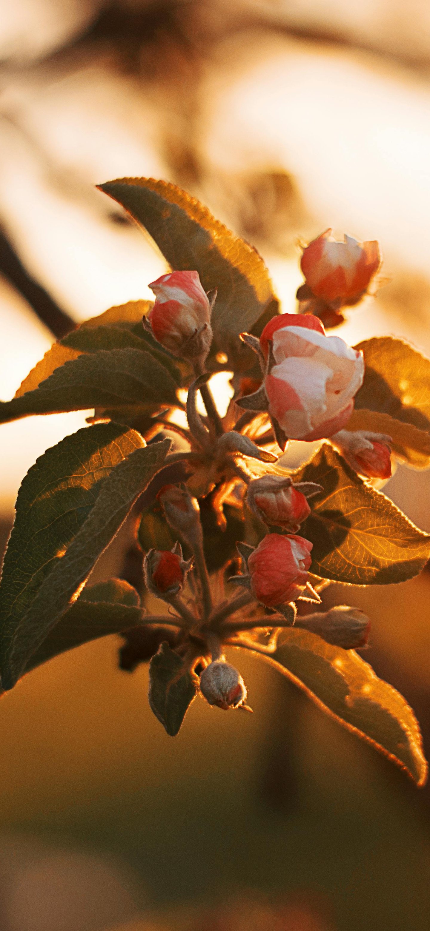 Branch of an apple tree with flowers at dawn - Wallpapers for Samsung Galaxy S24/S24 Ultra/S25 Ultra/S25+/S26 Ultra in 1440x3120 resolution