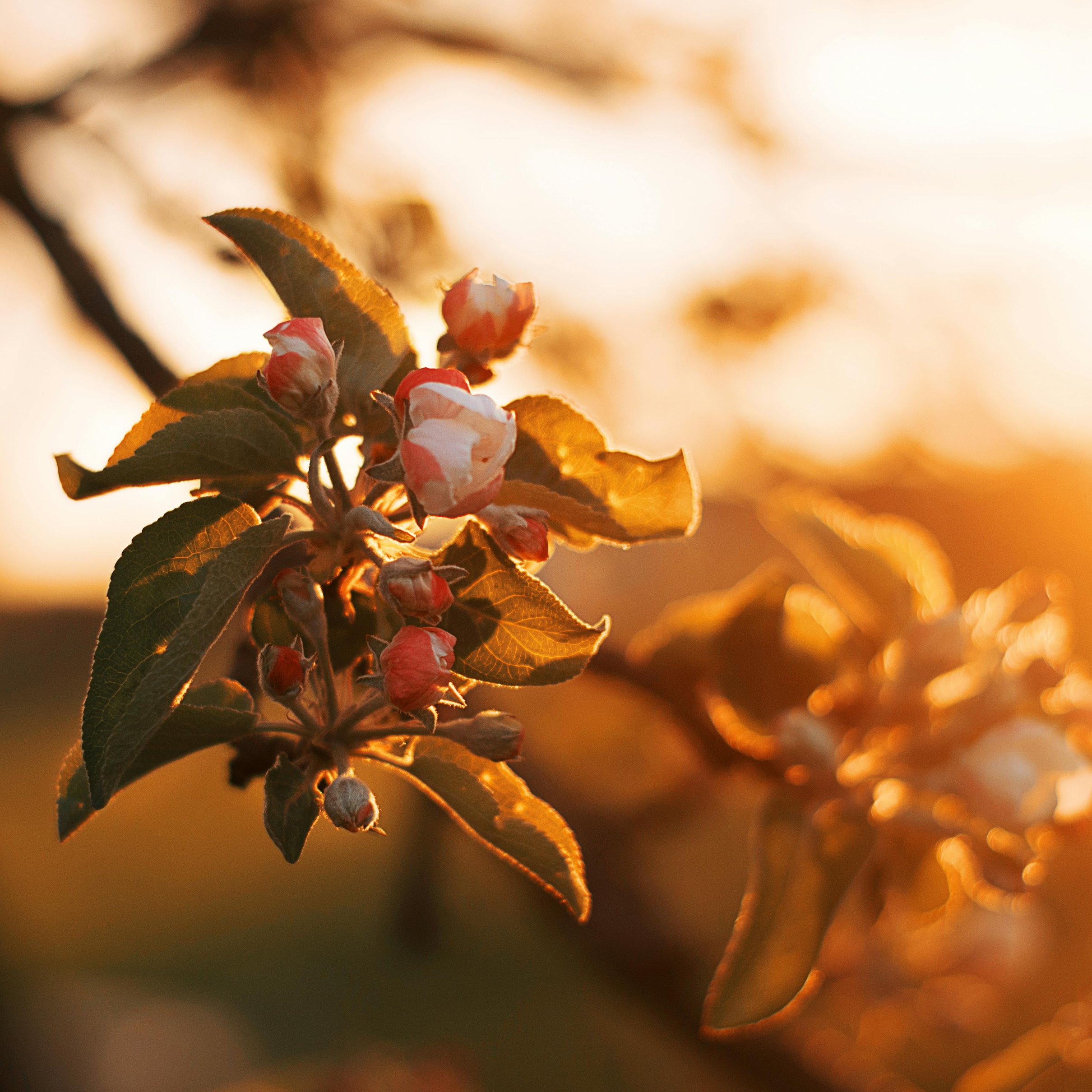 Branch of an apple tree with flowers at dawn - Wallpapers for iPad Pro 11″ 2024 in 2420x2420 resolution