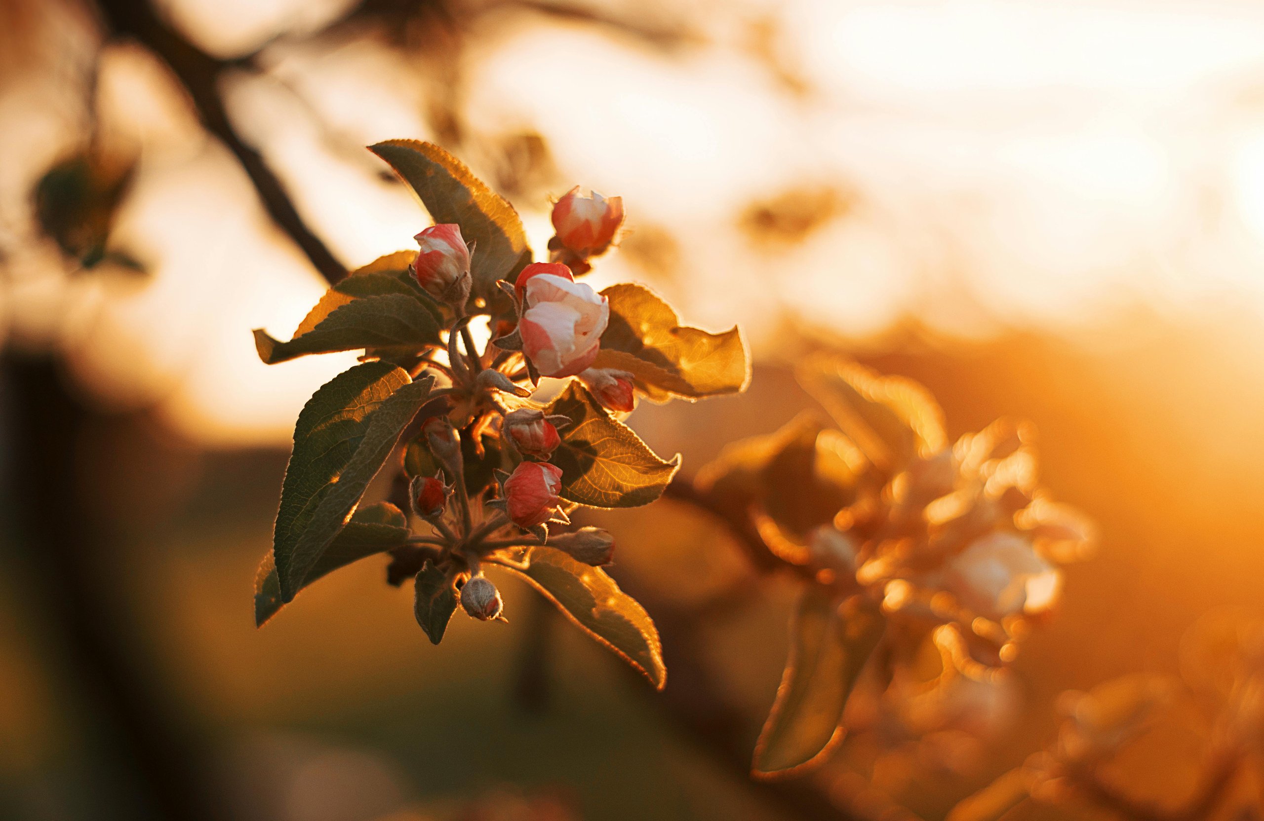 Branch of an apple tree with flowers at dawn - Wallpapers for Apple MacBook Air 13 M2″ in 2560x1664 resolution