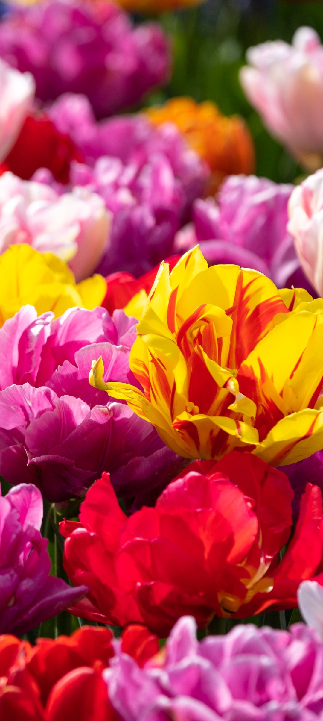 Tulip Field in Spring Bloom - Wallpapers for Samsung Galaxy A13/A14/A53, Realme 12 Pro 5G, POCO M5 in 1080x2408 resolution