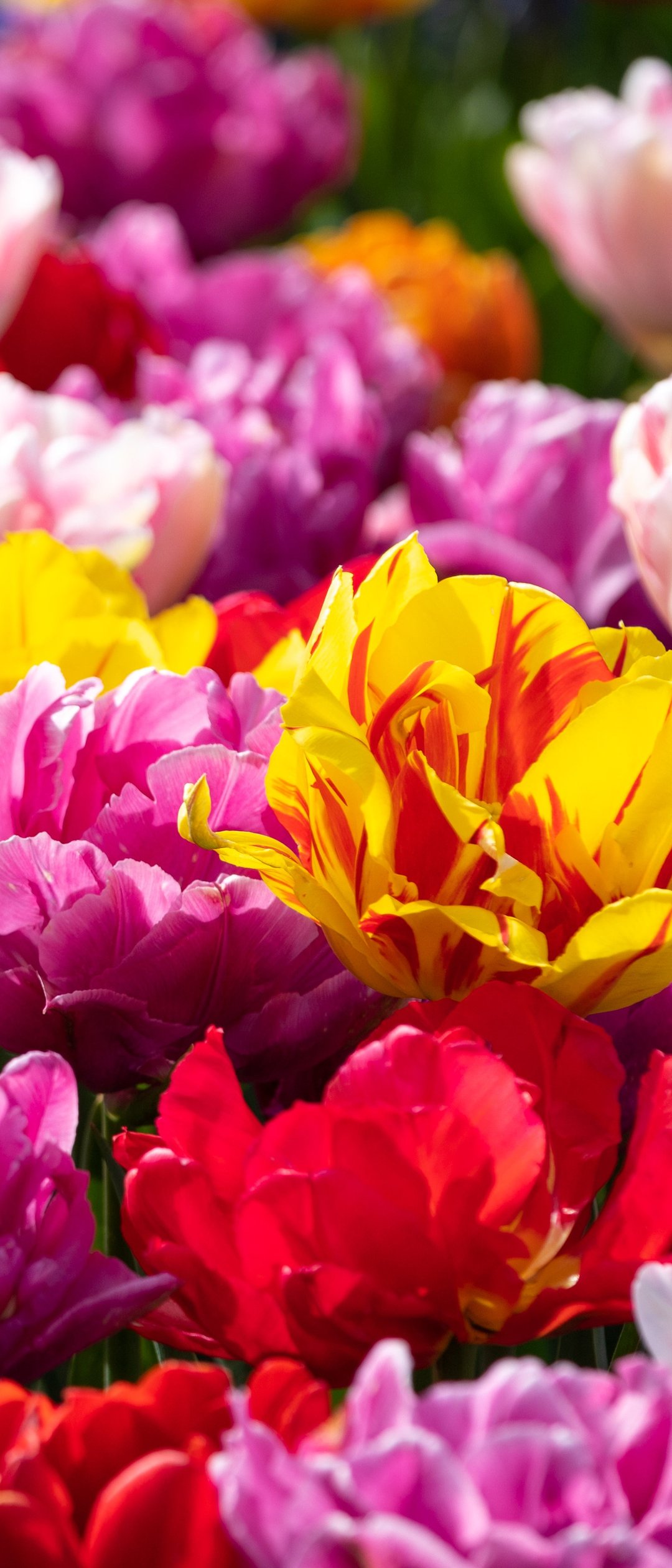 Tulip Field in Spring Bloom - Wallpapers for Samsung Galaxy Z Flip7, Sony Xperia 5 II/5 III/5 V/10 IV/10 V, Xiaomi Mix Fold 3 in 1080x2520 resolution