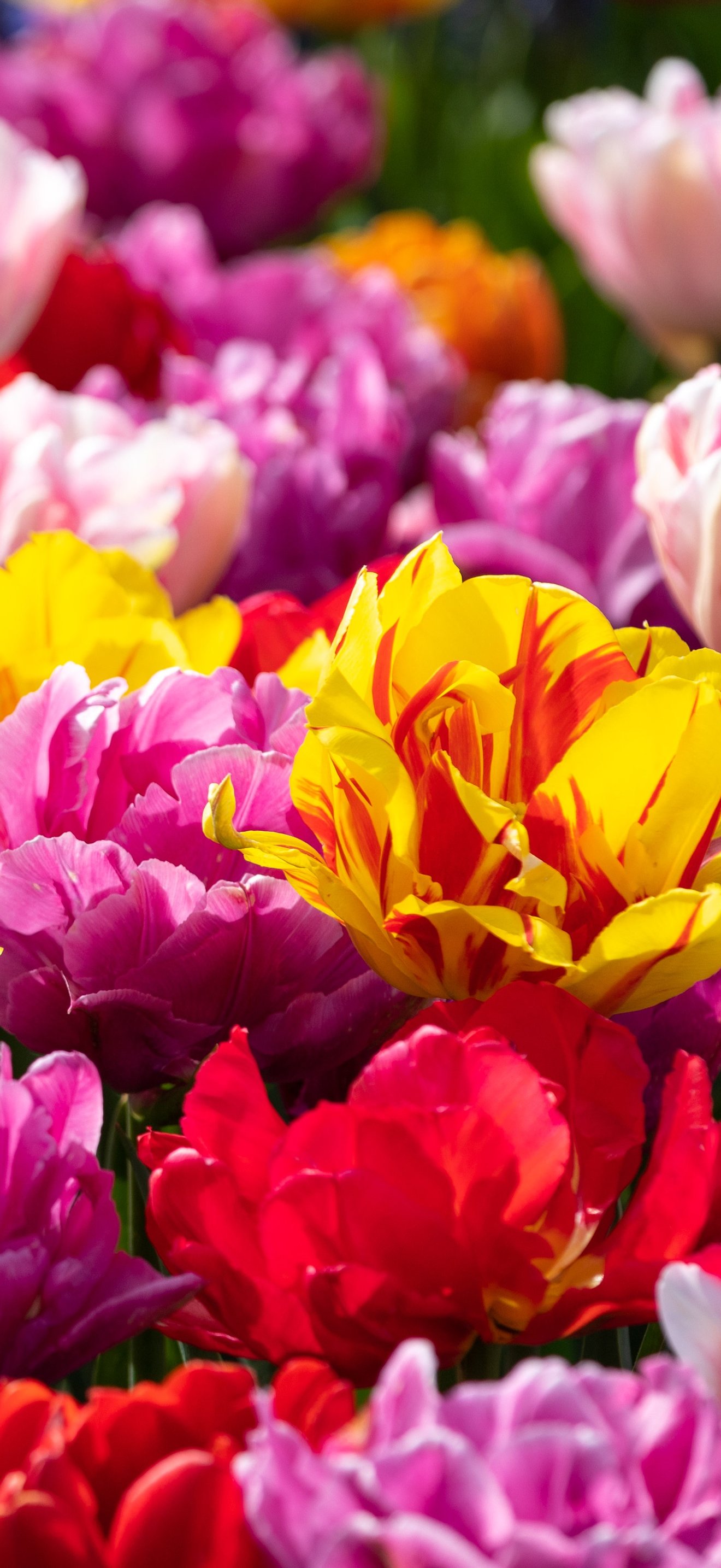 Tulip Field in Spring Bloom - Wallpapers for iPhone 18 Pro Max/17 Pro Max/16 Pro Max in 1320x2868 resolution