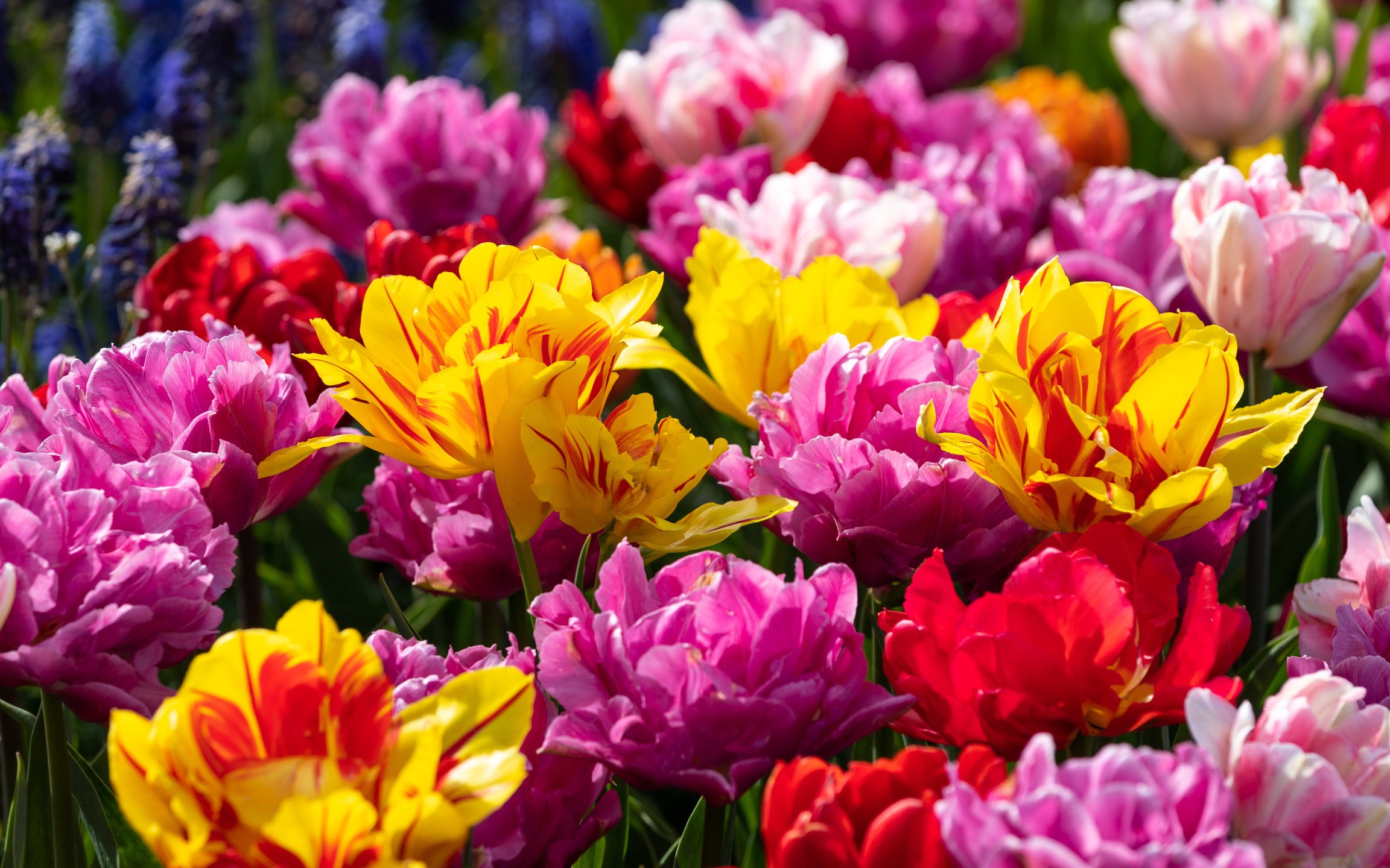 Tulip Field in Spring Bloom - Wallpapers for Apple MacBook 12″ in 2304x1440 resolution
