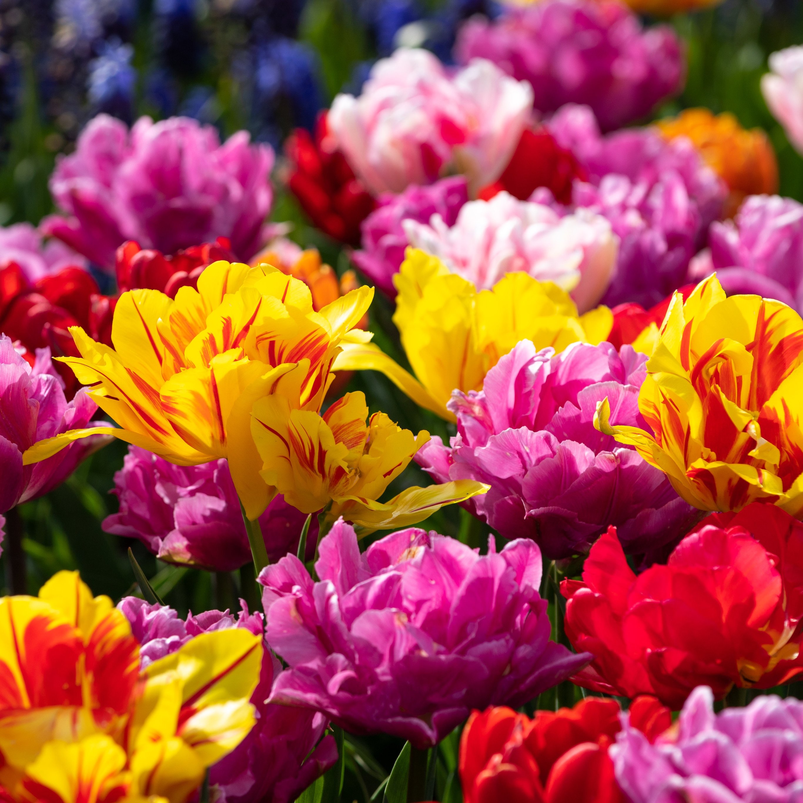 Tulip Field in Spring Bloom - Wallpapers for iPad Pro 12.9″ in 2732x2732 resolution