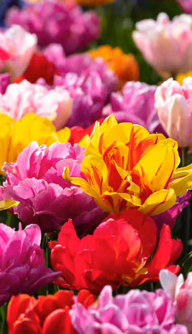Nature wallpapers: tulip, spring, flowers, field