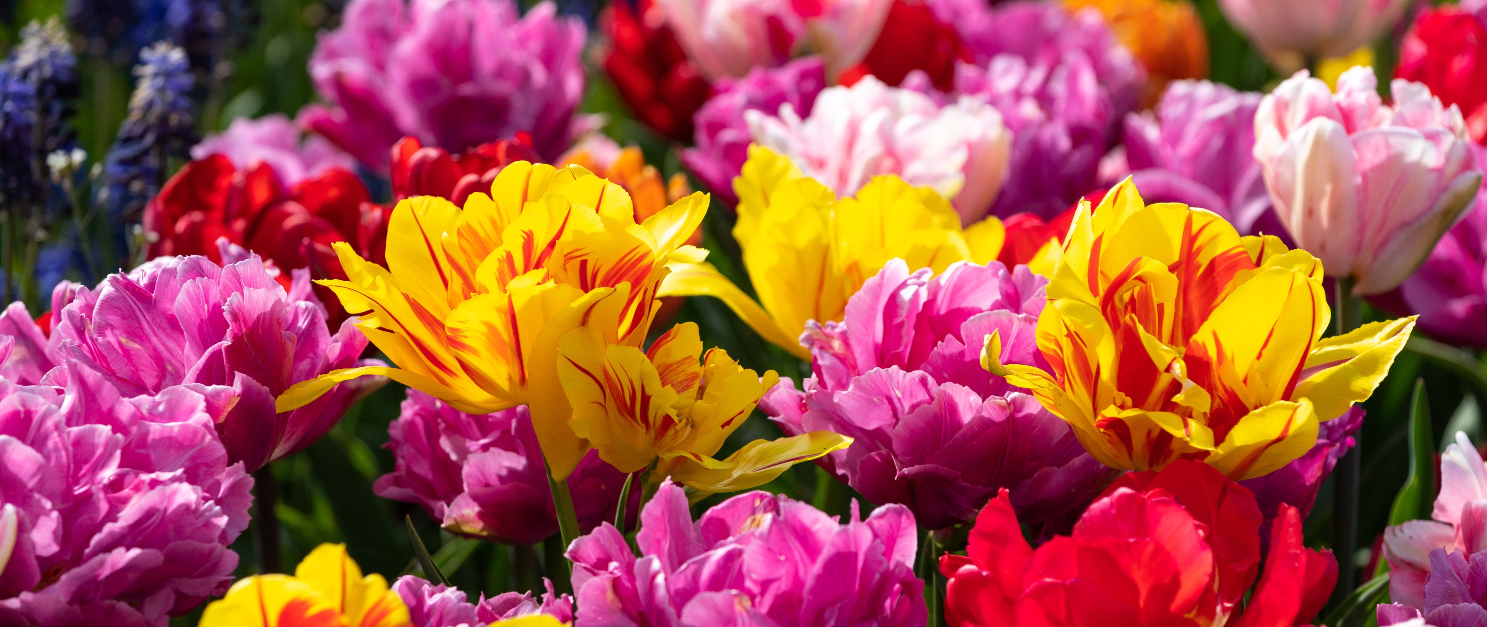 Tulip Field in Spring Bloom - 5K2K UltraWide 21:9 wallpapers in 5120x2160 resolution