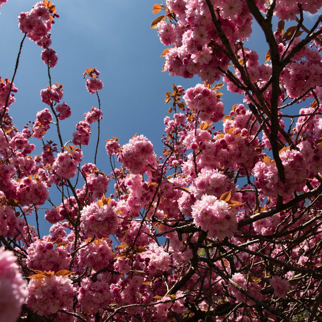 Pink Sakura Blossoms on Branch - Wallpapers for Samsung Galaxy Tab in 1340x1340 resolution