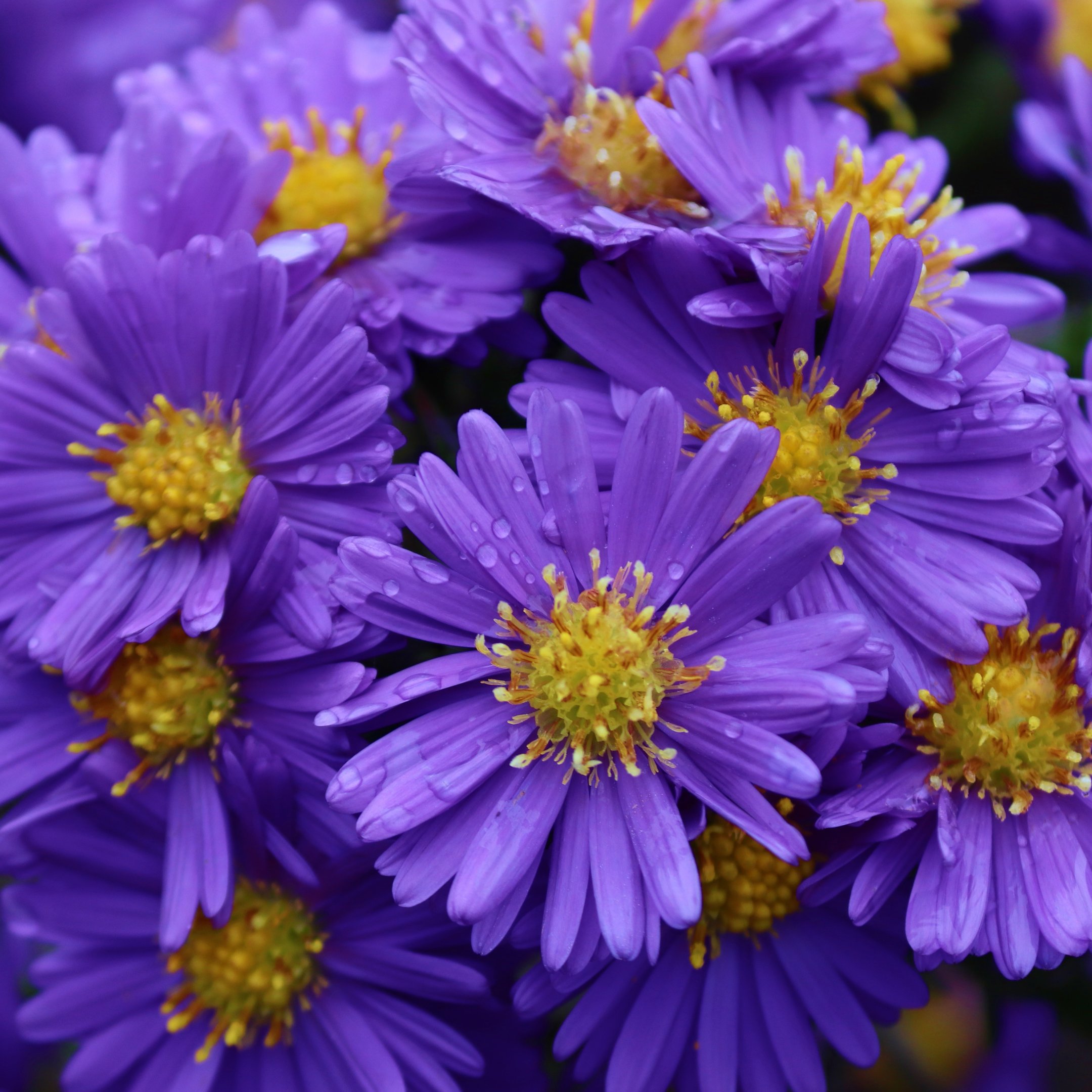 Purple Asters Close-Up - Wallpapers for iPad 10.2″ in 2160x2160 resolution