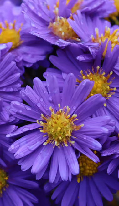 Nature wallpapers: aster, flowers, petals, garden