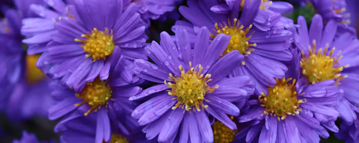 Nature wallpapers: aster, flowers, petals, garden