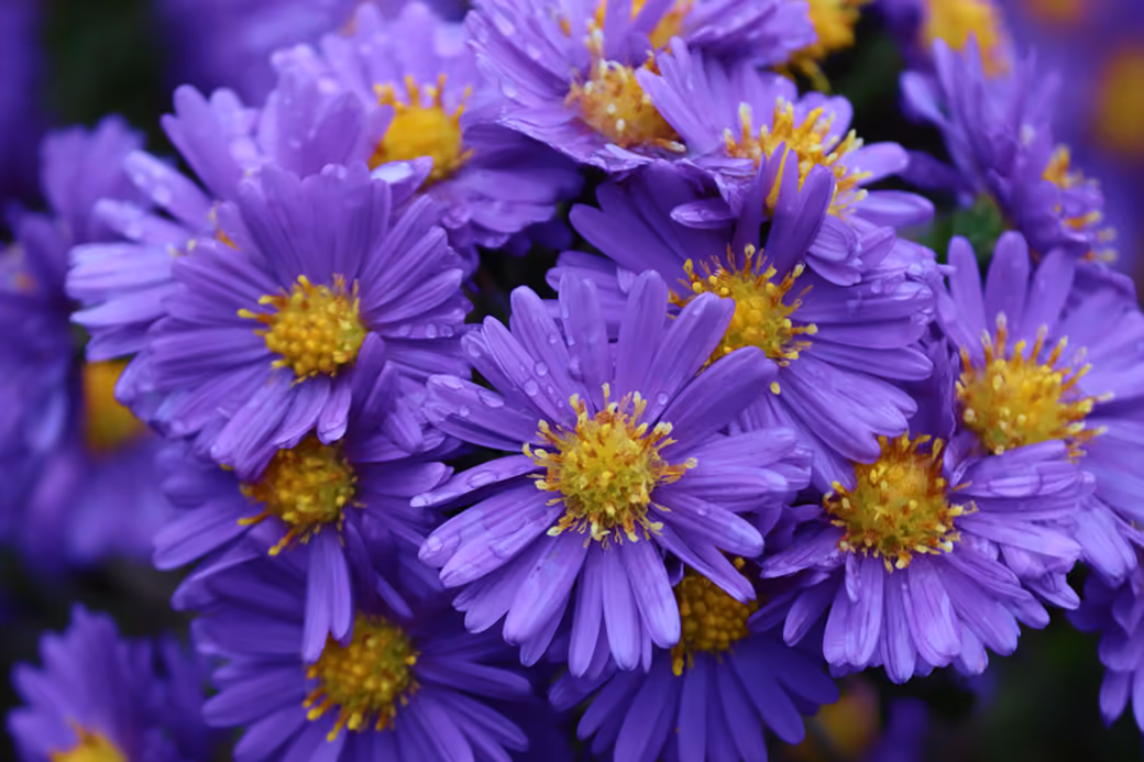 Purple Asters Close-Up - Wallpapers for Xiaomi Redmi 14C, POCO C71/C75/M7, Infinix Note 8 in 720x1640 resolution