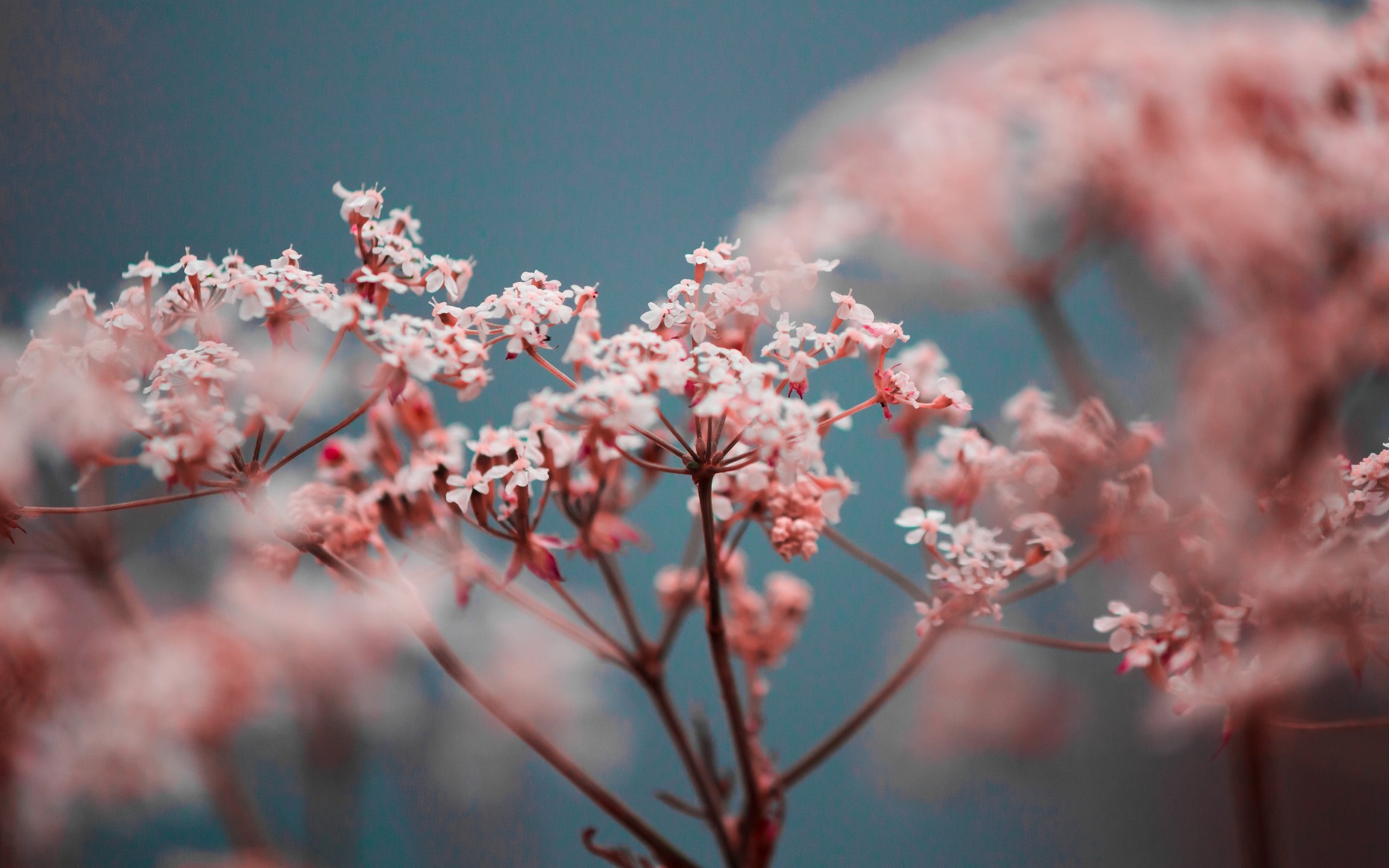 Pink Gypsophila Spring Blossom - Wallpapers for Apple MacBook 12″ in 2304x1440 resolution