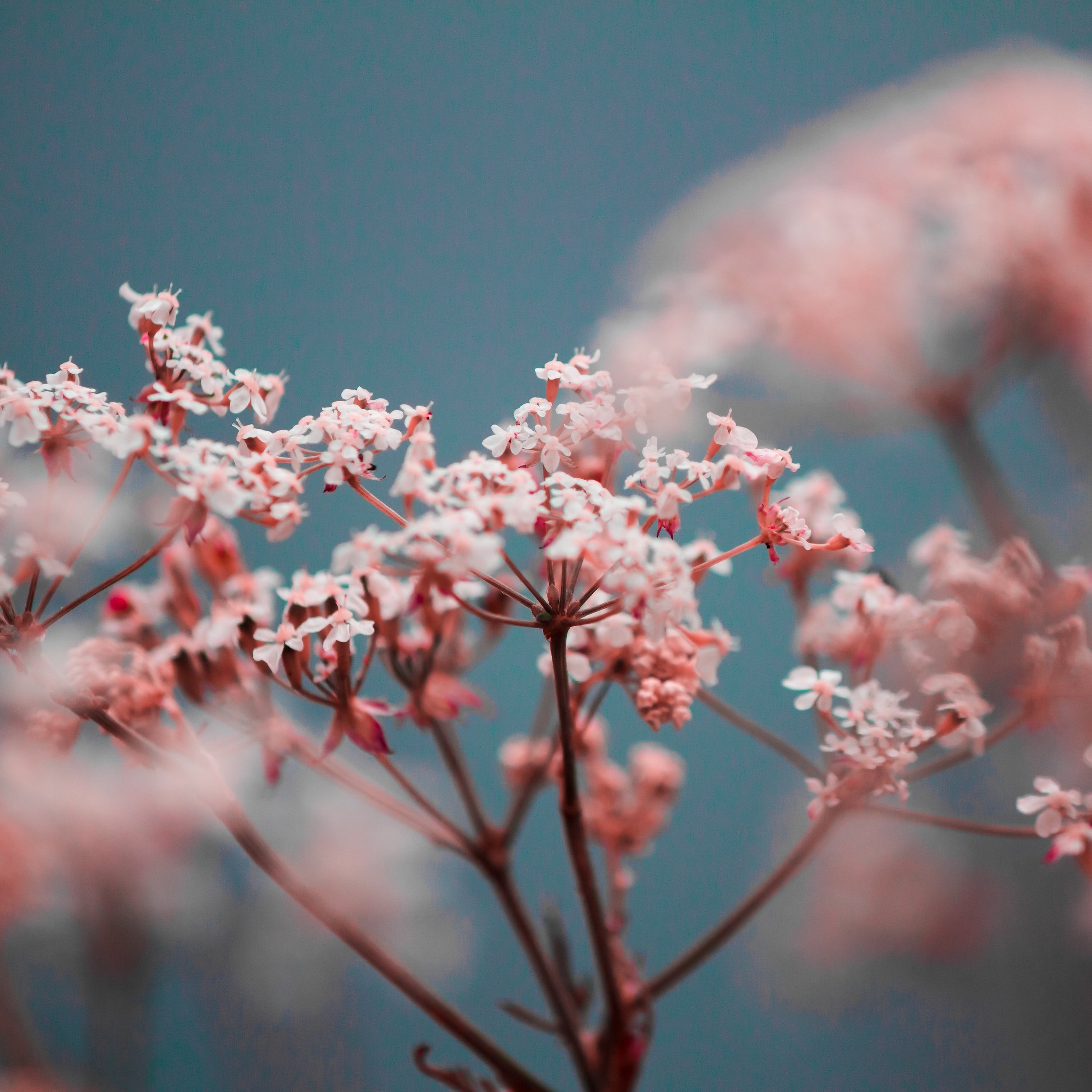 Pink Gypsophila Spring Blossom - Wallpapers for iPad Pro 11″ 2024 in 2420x2420 resolution
