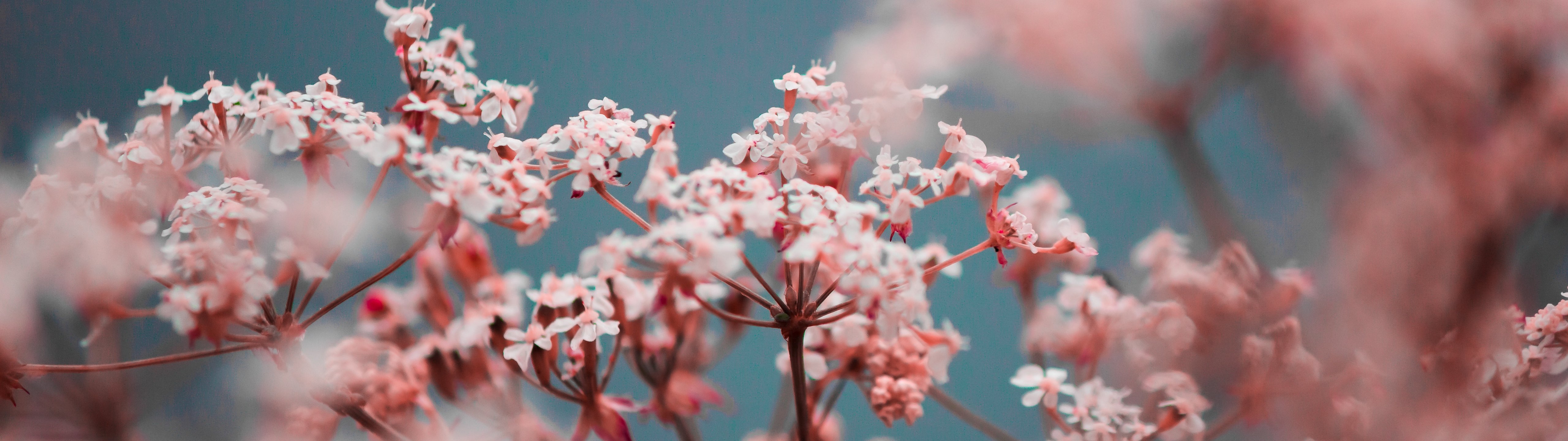 Pink Gypsophila Spring Blossom - UltraWide 32:9 wallpapers in 5120x1440 resolution