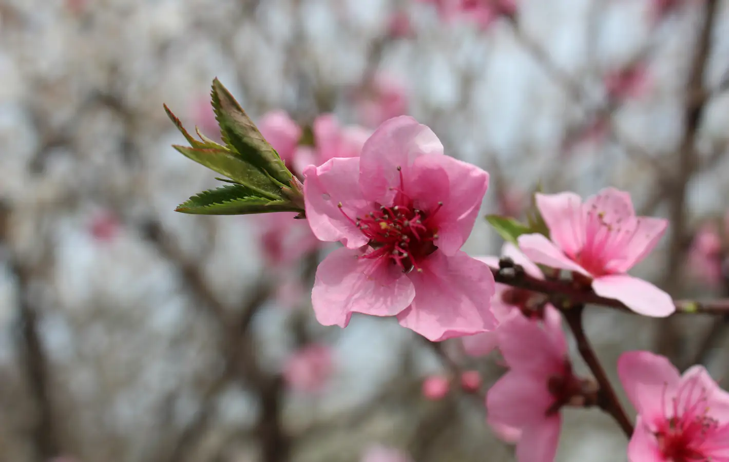 Pink peach blossoms on a branch in spring — desktop and phone wallpaper, free download