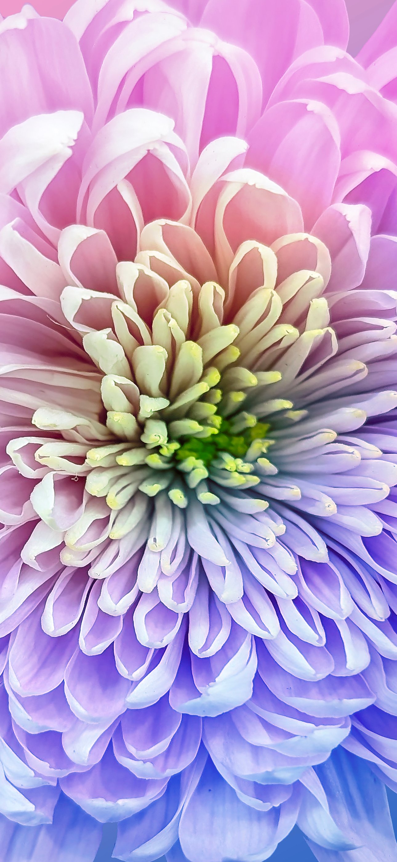 Chrysanthemum Close-up Macro Flower - Wallpapers for iPhone 15 Pro Max/14 Pro Max in 1290x2796 resolution