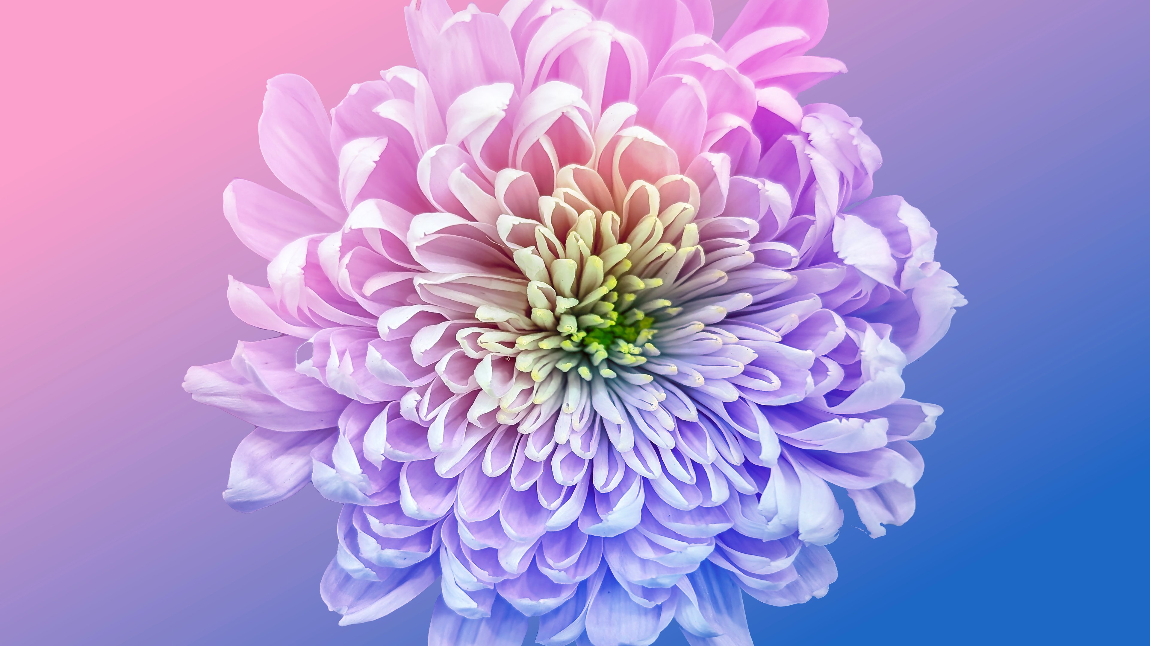 Chrysanthemum Close-up Macro Flower - 4K PC Wallpapers in 3840x2160 resolution