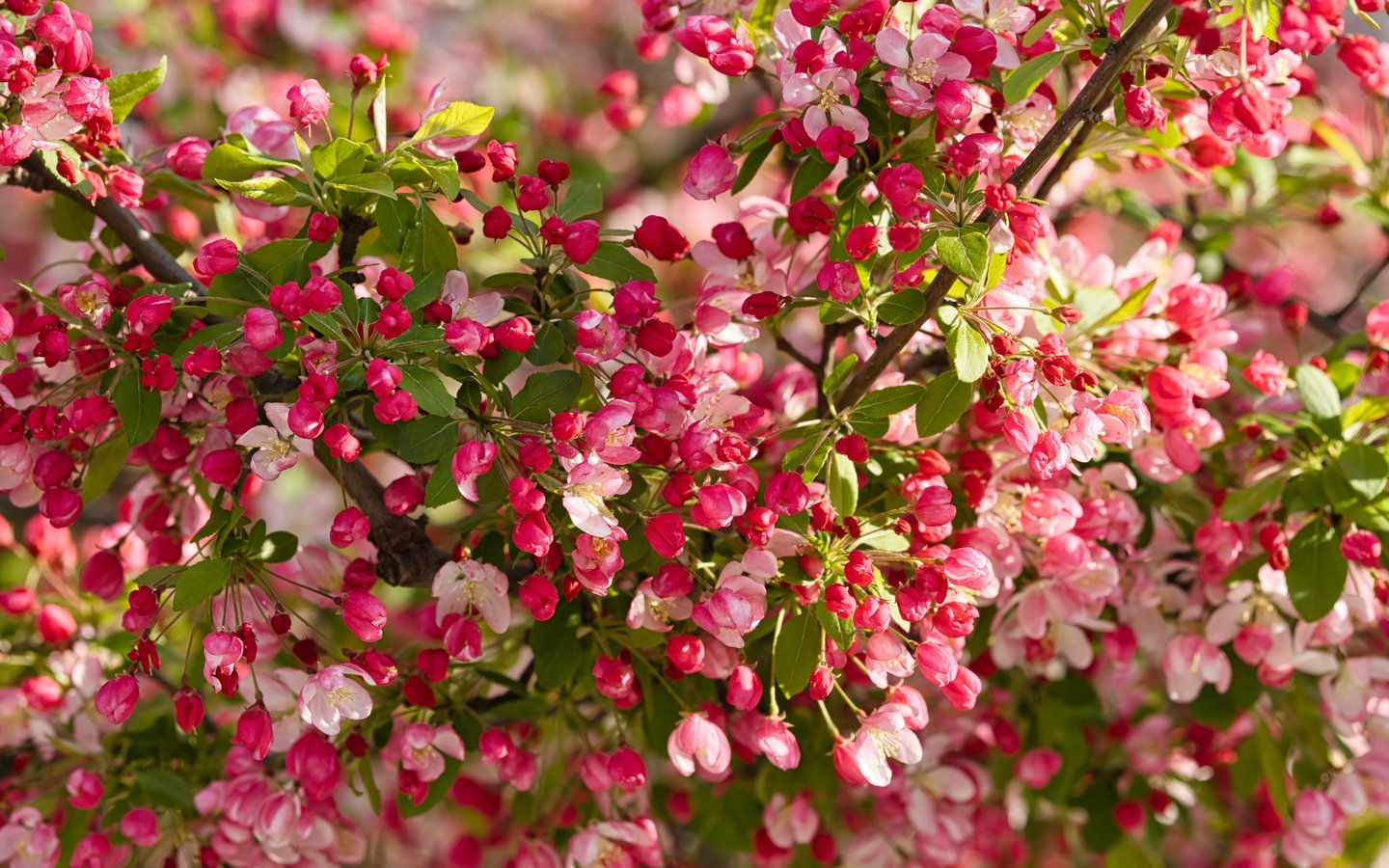 Apple Tree Blossom in Spring - WSXGA wallpapers in 1440x900 resolution