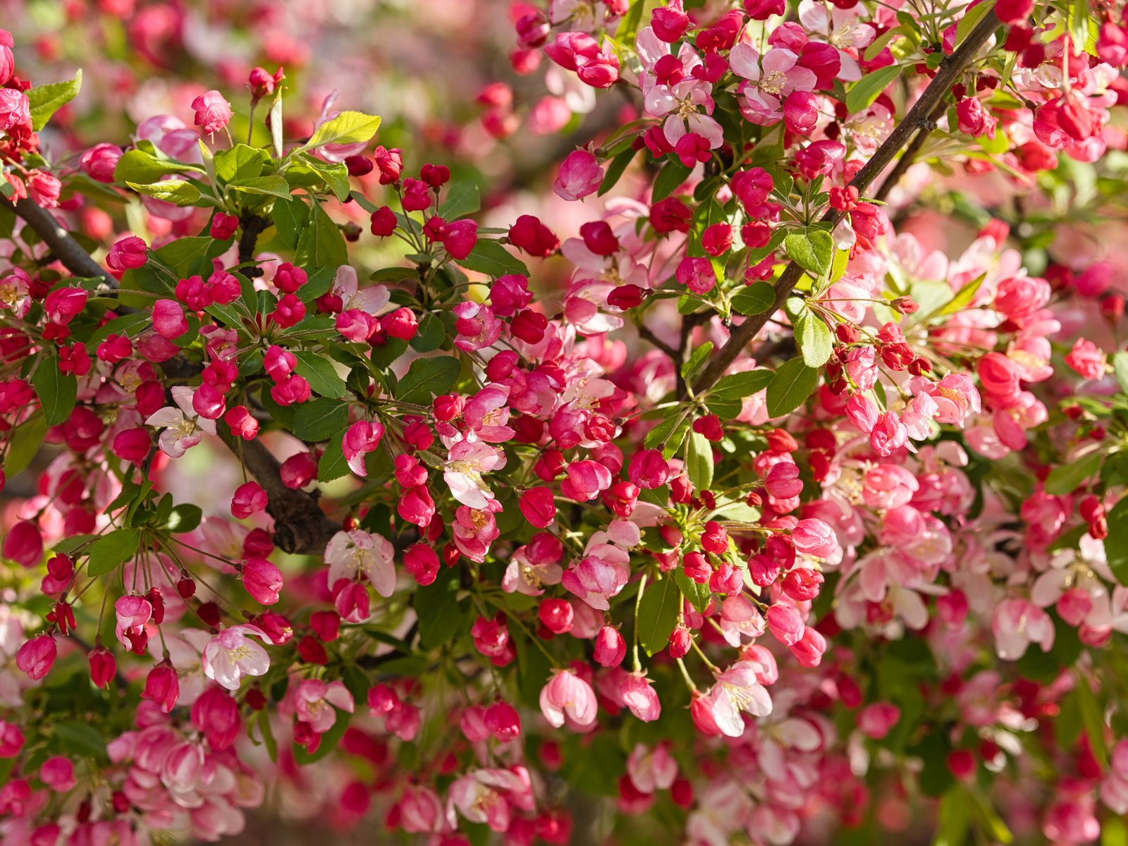 Apple Tree Blossom in Spring - UXGA wallpapers in 1600x1200 resolution