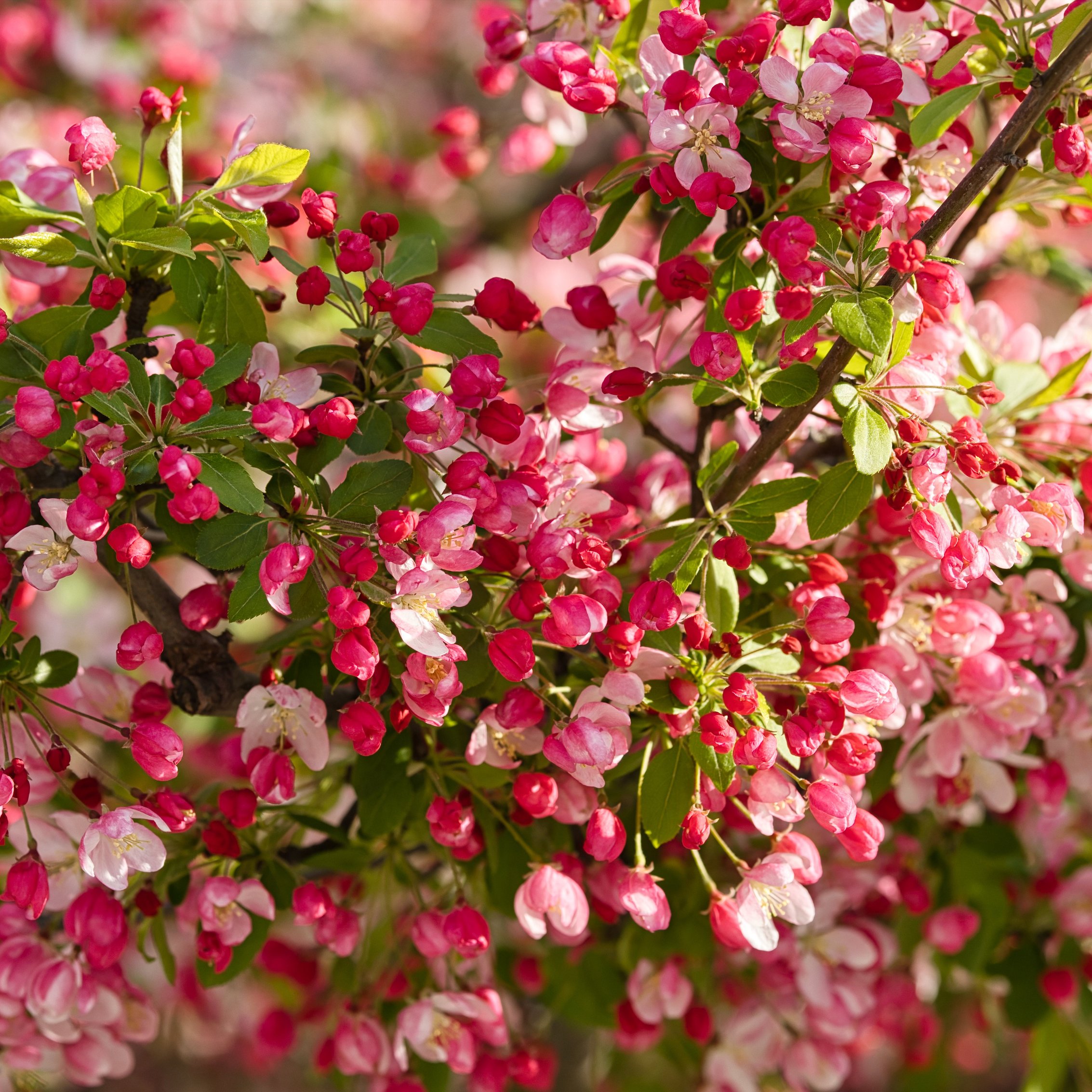 Apple Tree Blossom in Spring - Wallpapers for iPad mini 8.3″ in 2266x2266 resolution