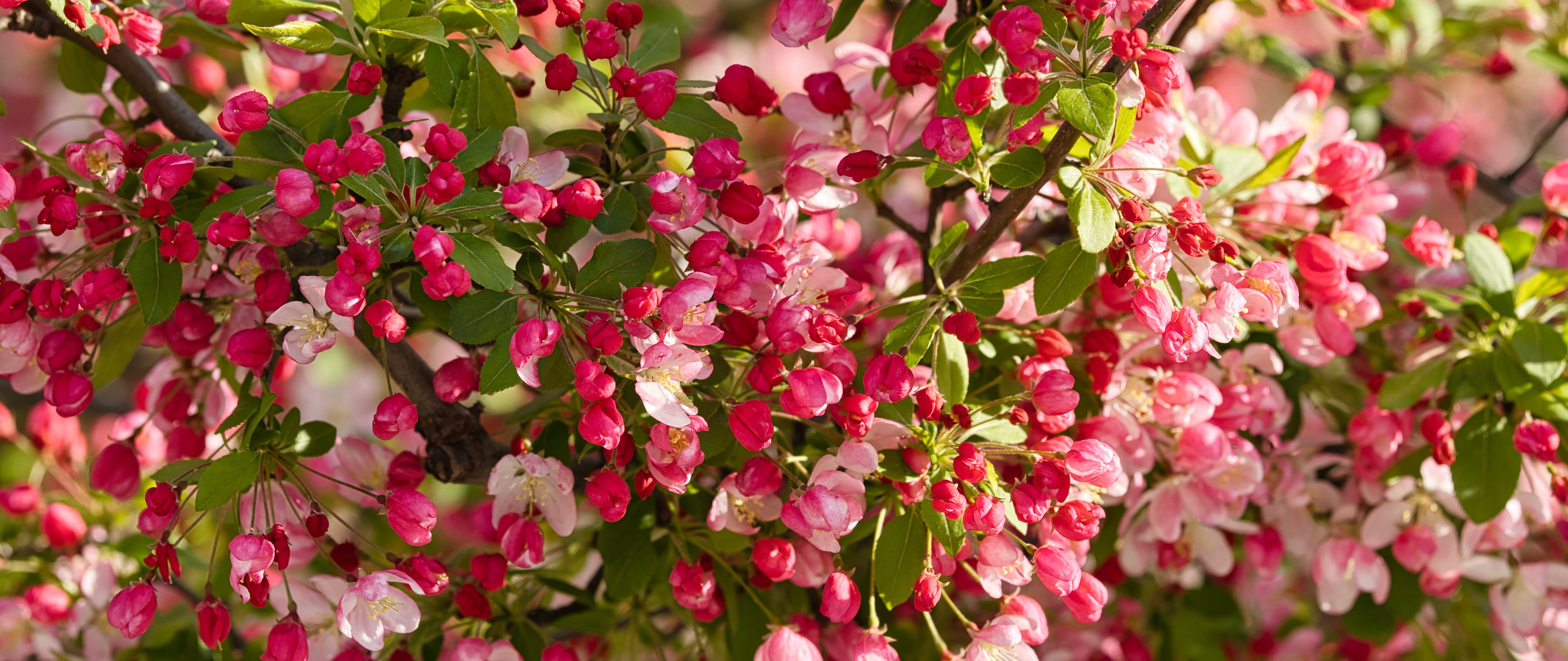 Apple Tree Blossom in Spring - 5K2K UltraWide 21:9 wallpapers in 5120x2160 resolution
