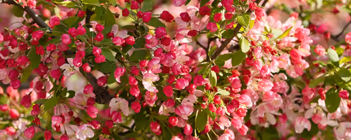 Nature wallpapers: apple tree, flowers, branch, spring