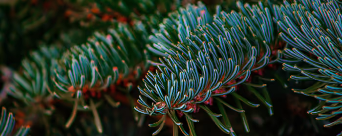 UltraWide 21:9 wallpapers (2560x1080): needles, branch, forest, leaves