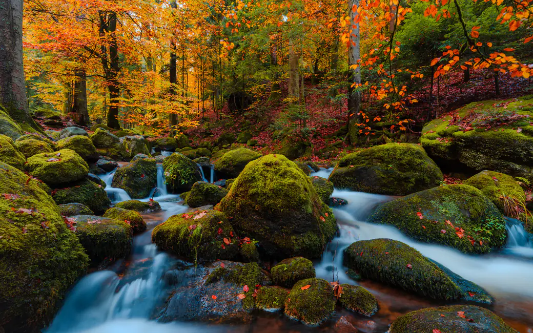 Autumn Forest Stream in Germany — desktop and phone wallpaper, free download