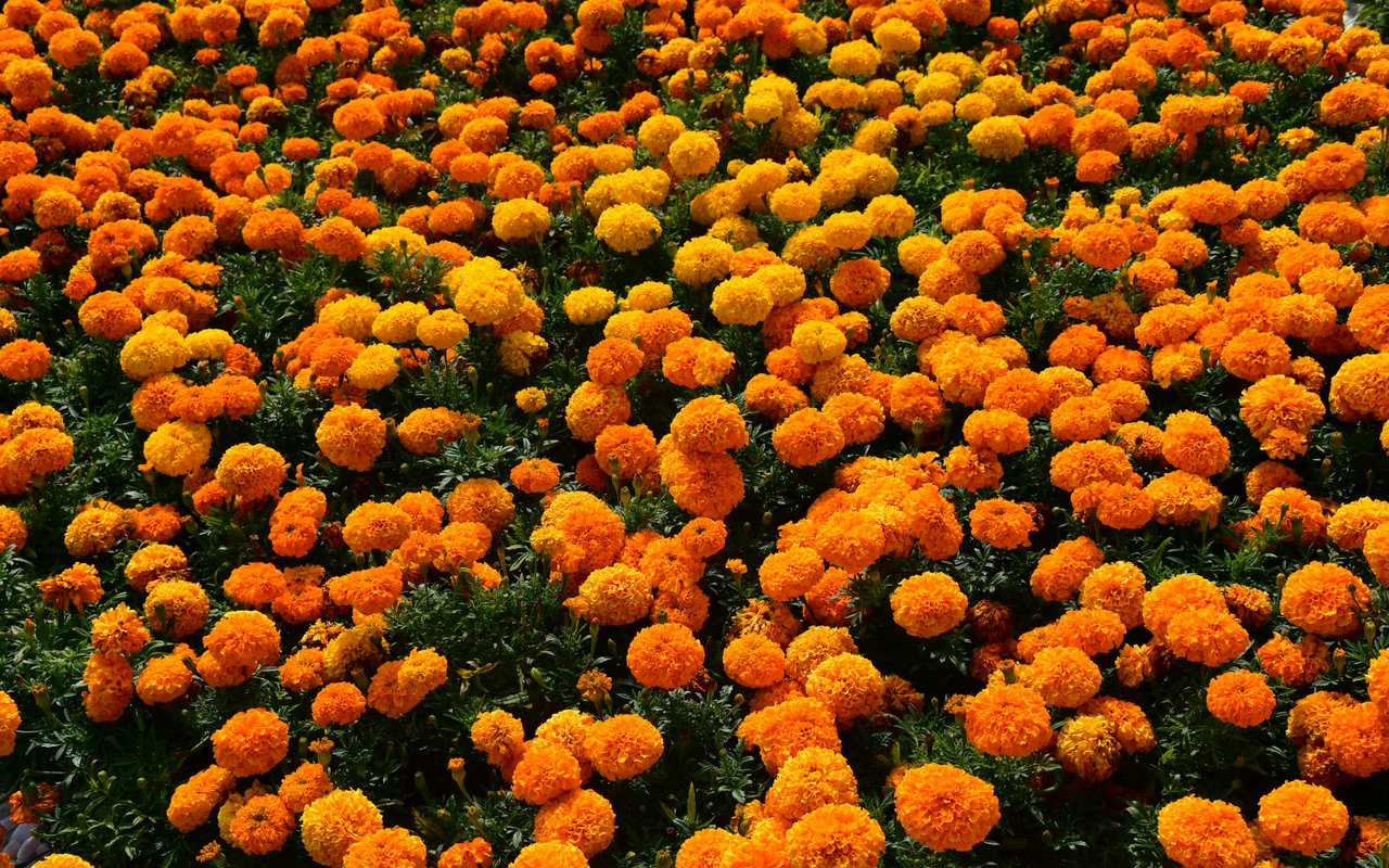 Orange Daisies in Spring Meadow - WXGA_1280 wallpapers in 1280x800 resolution