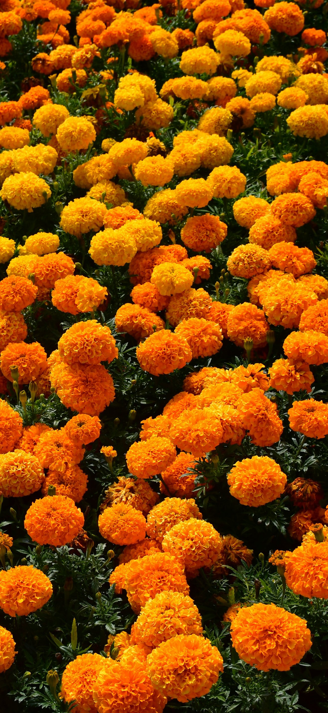 Orange Daisies in Spring Meadow - Wallpapers for iPhone 18 Pro Max/17 Pro Max/16 Pro Max in 1320x2868 resolution