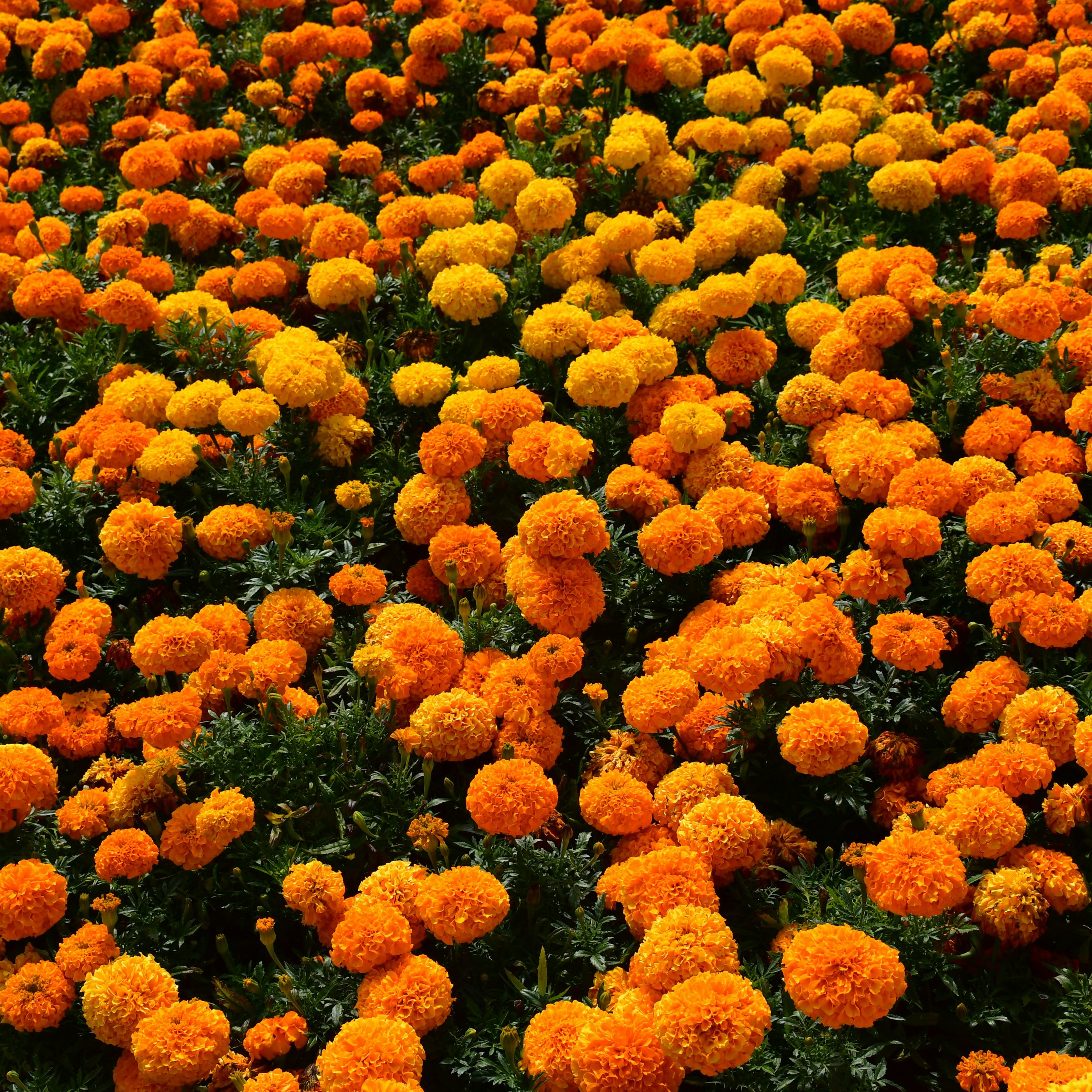 Orange Daisies in Spring Meadow - Wallpapers for Samsung Galaxy Tab S9+ in 2800x2800 resolution