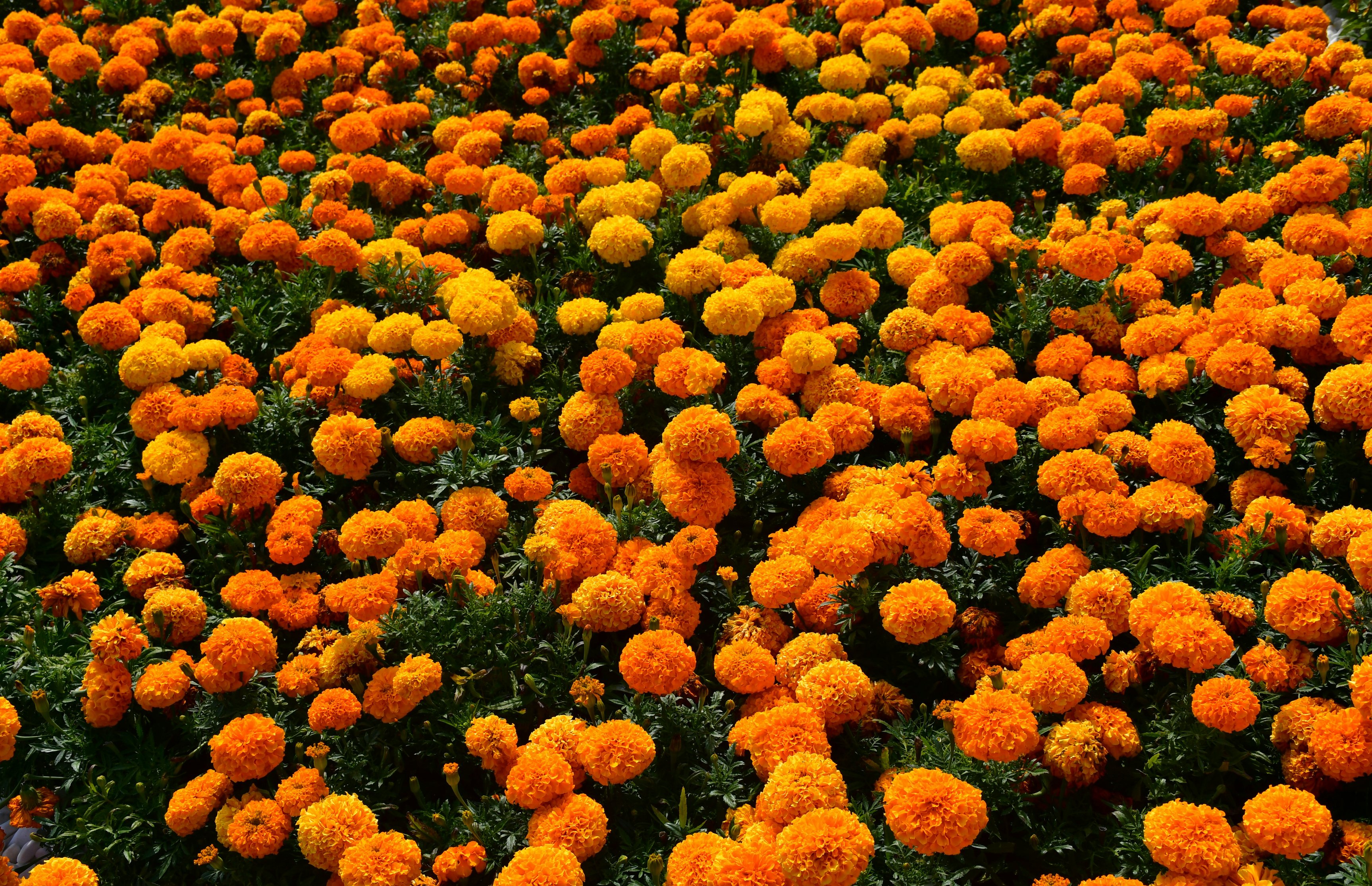 Orange Daisies in Spring Meadow - Wallpapers for Apple MacBook 16.2″ in 3456x2234 resolution