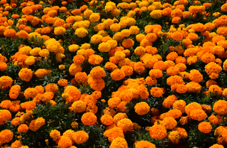 Field Wallpapers: daisies, field, flowers, spring