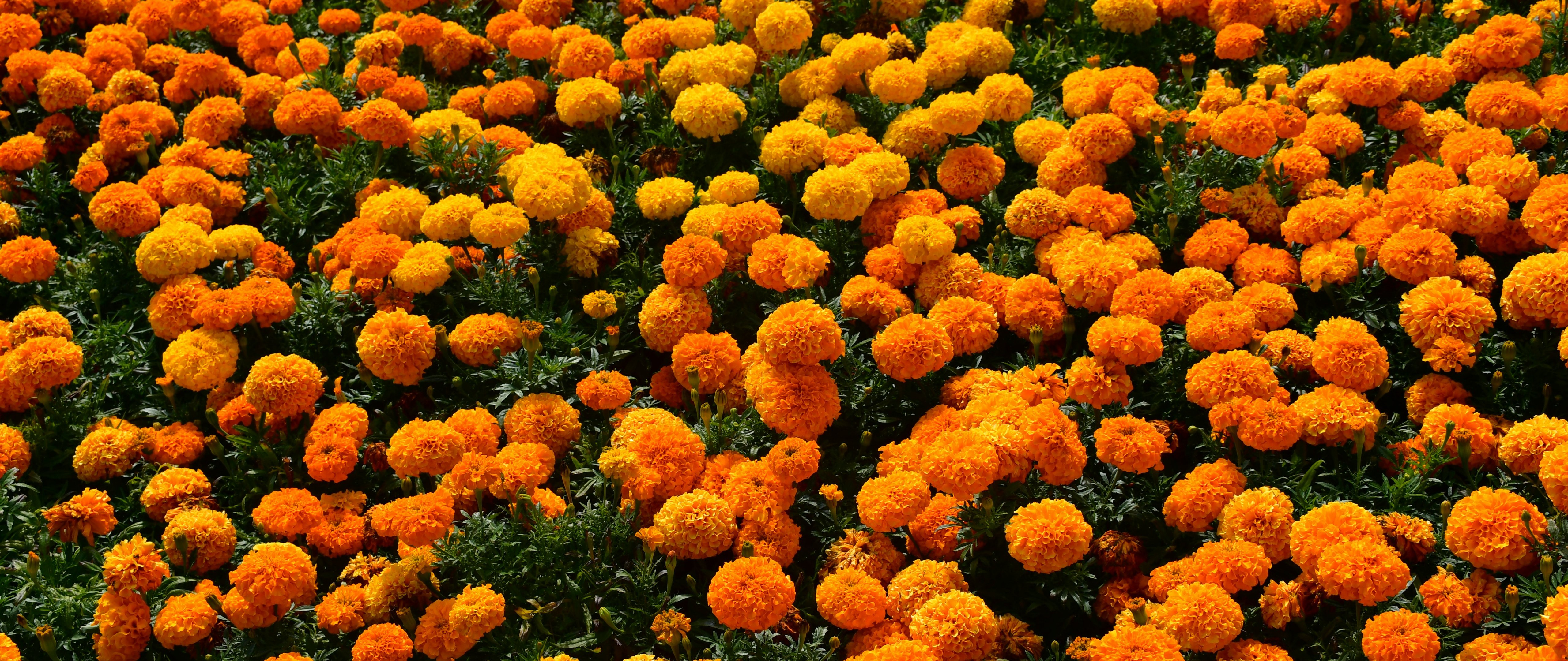 Orange Daisies in Spring Meadow - 5K2K UltraWide 21:9 wallpapers in 5120x2160 resolution