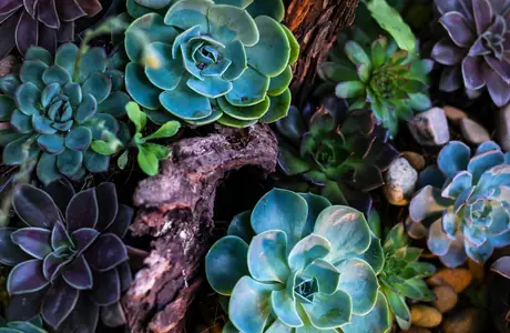 Nature wallpapers: succulents, leaves, arrangement, stones
