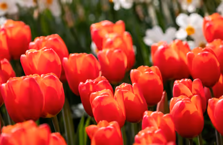 Nature wallpapers: tulip, field, spring, flowers