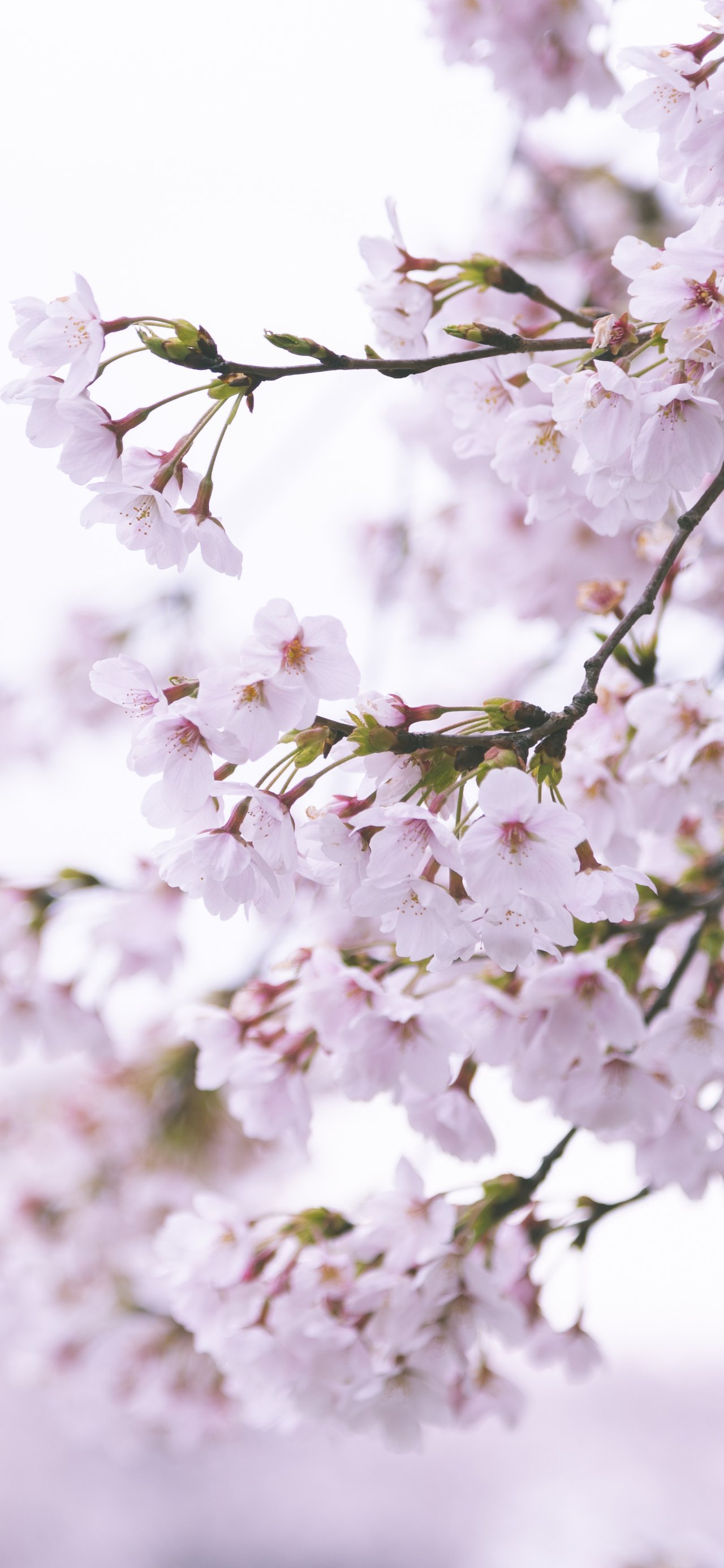 Pale Pink Sakura Blossom Branch - Wallpapers for Xiaomi 15T in 1280x2772 resolution