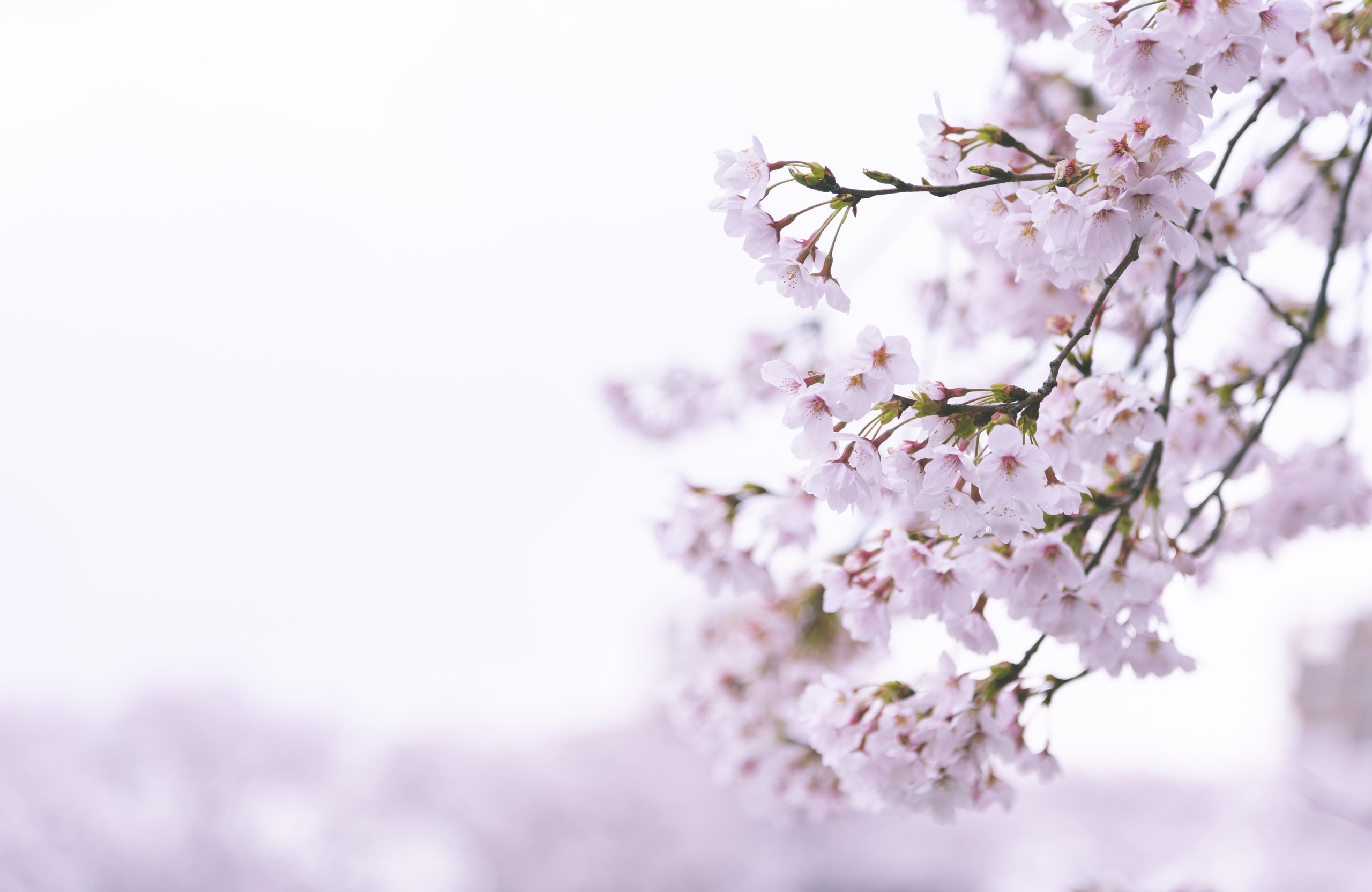 Pale Pink Sakura Blossom Branch - Wallpapers for Apple MacBook Air 13 M2″ in 2560x1664 resolution
