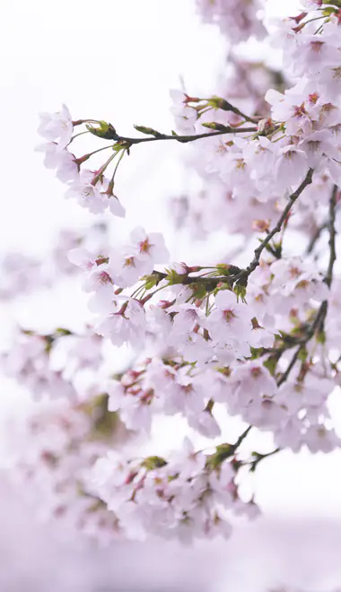 Wallpapers for iPhone 17 Pro/17/16 Pro (1206x2622): sakura, spring, cherry blossoms, flowers