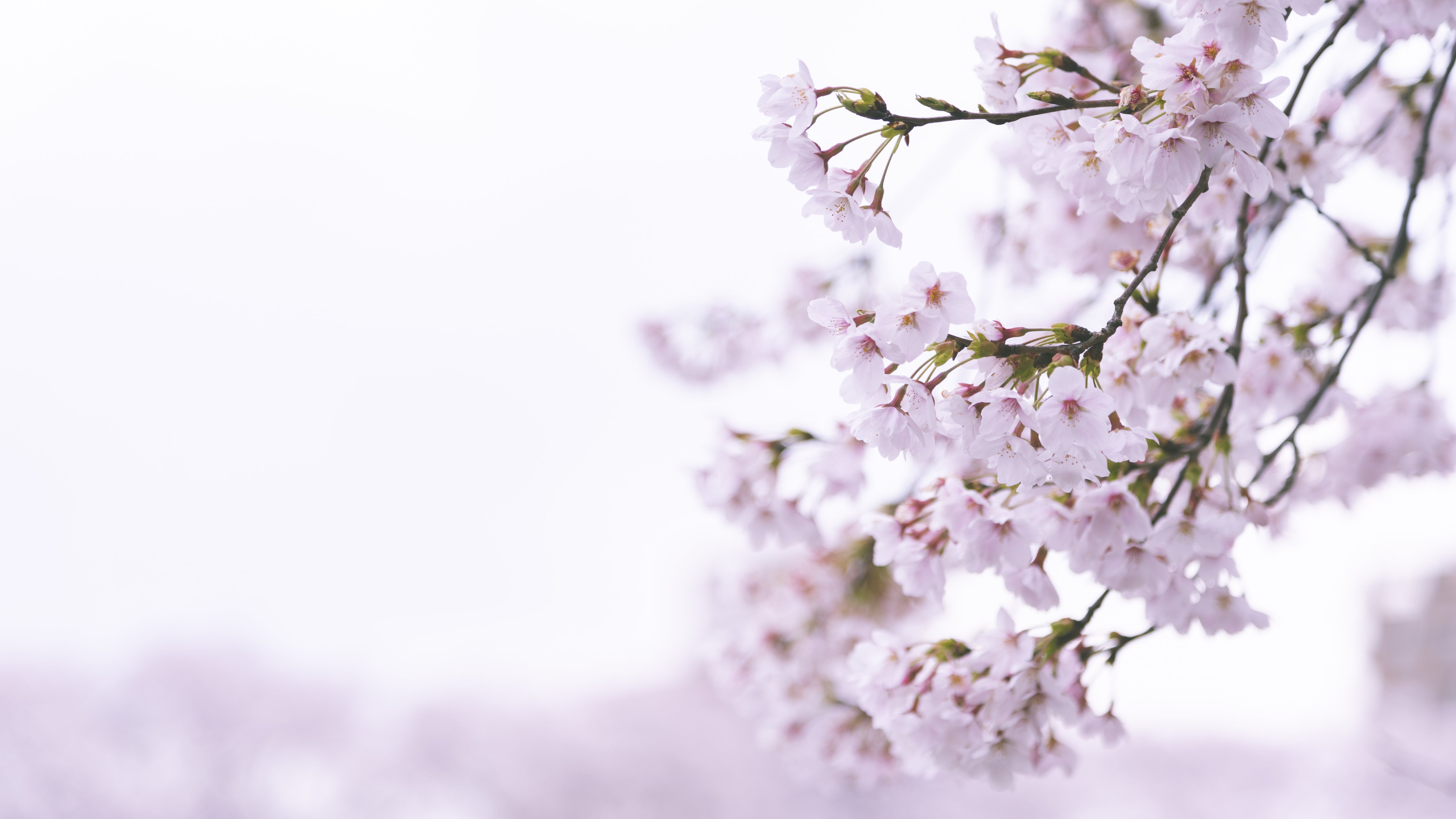 Pale Pink Sakura Blossom Branch - 5K wallpapers in 5120x2880 resolution