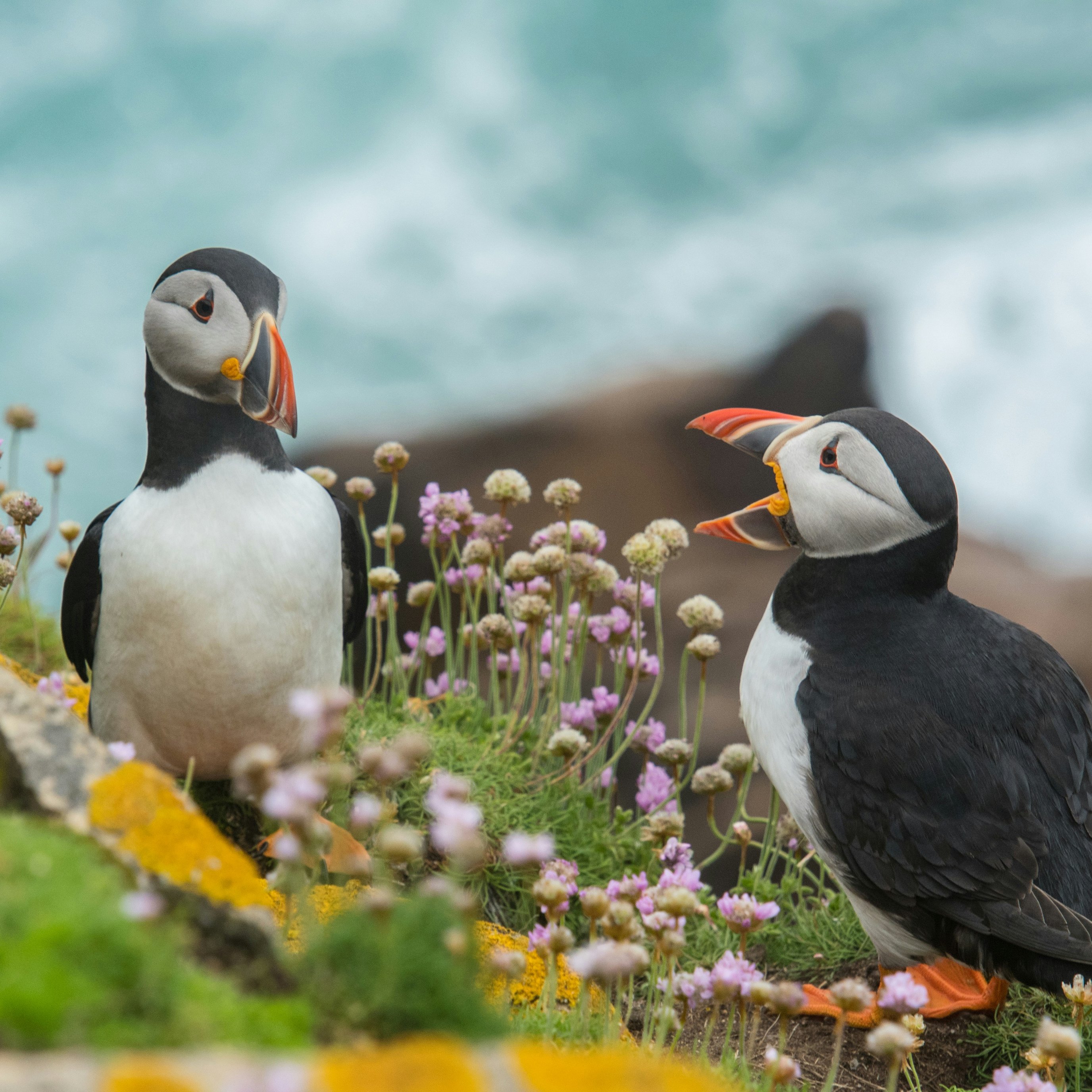 Two puffins interacting on coastal cliff - Wallpapers for iPad Pro 13″ in 2752x2752 resolution